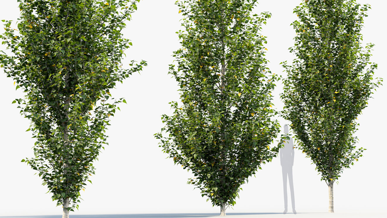 Populus nigra – Lombardy poplar 3D Model – Free 3D model for design.