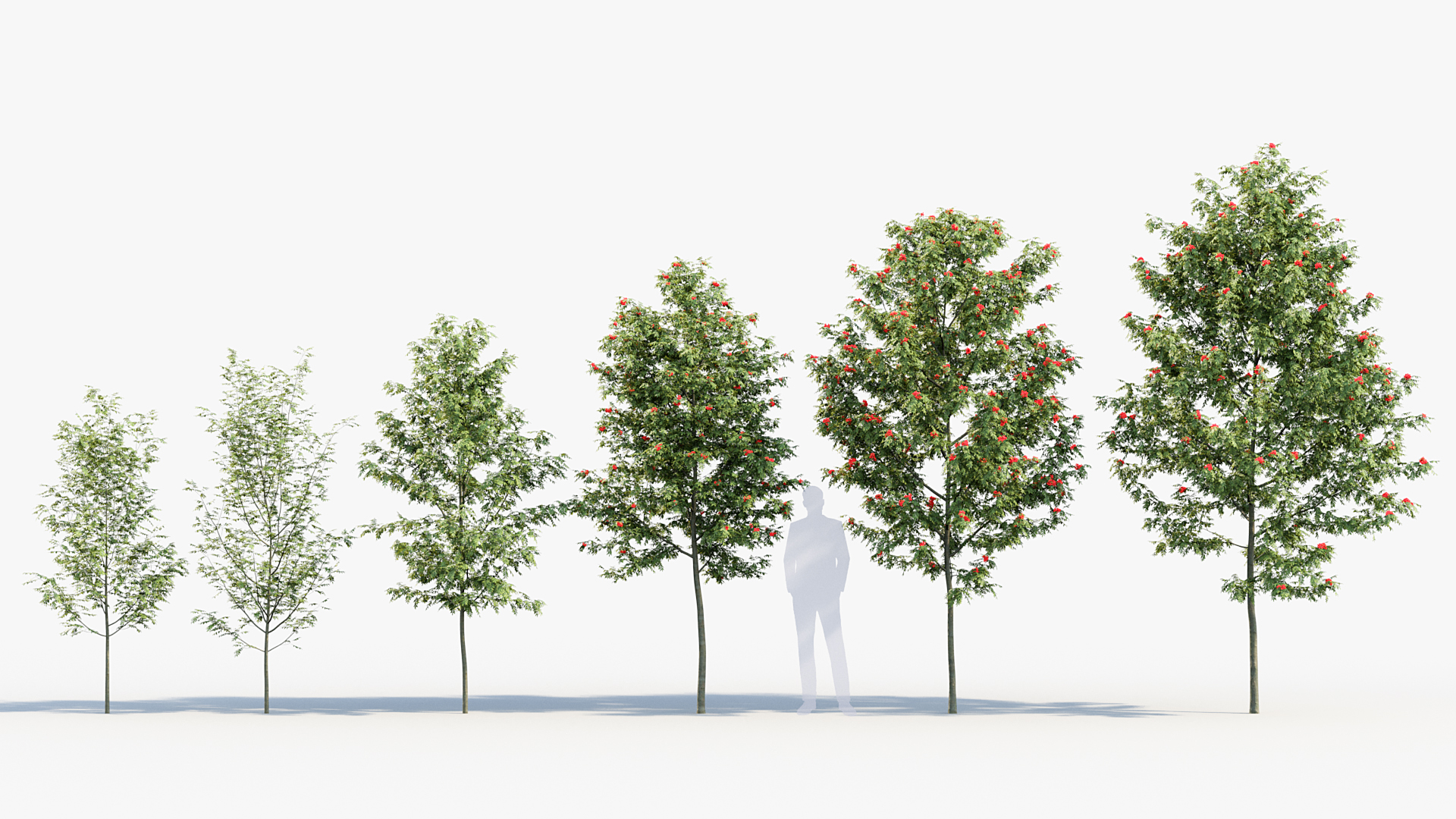 BC_PM_P08_Sorbus_aucuparia_01