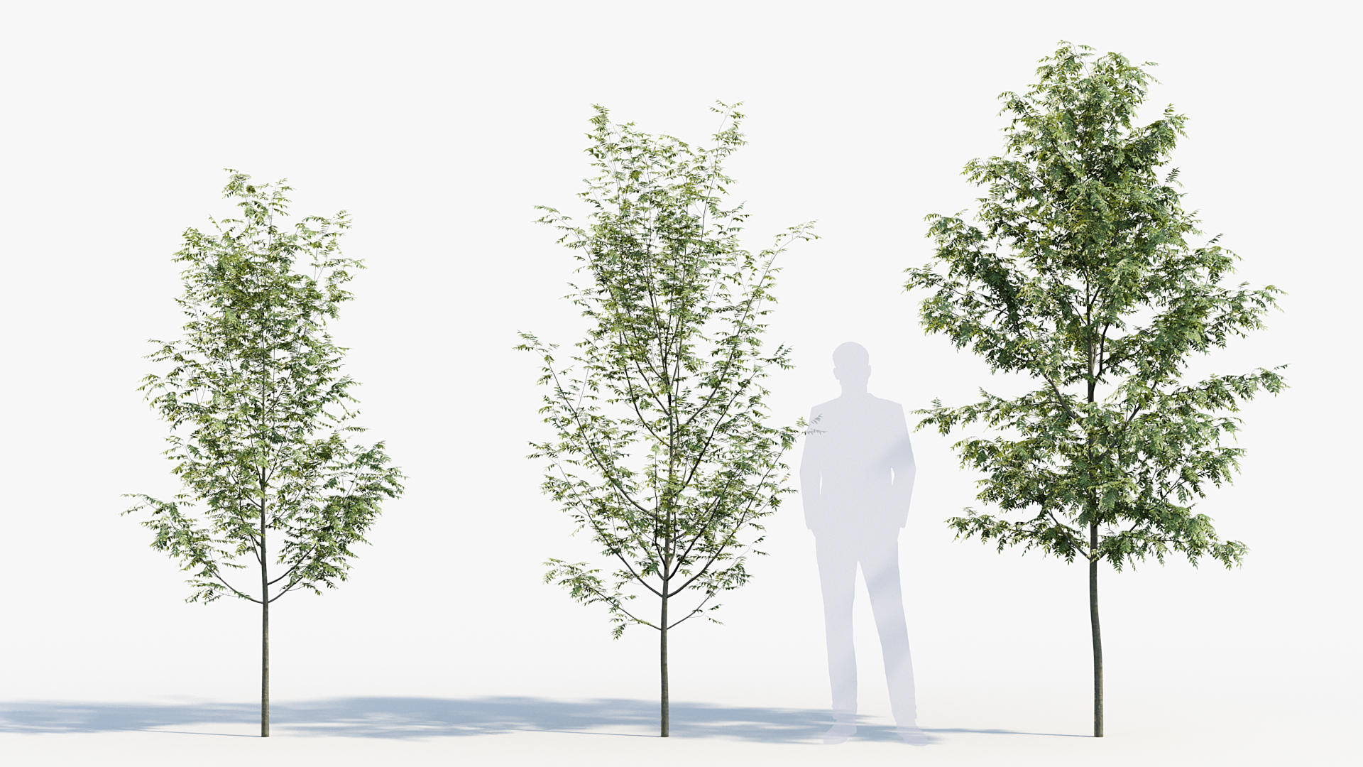 BC_PM_P08_Sorbus_aucuparia_02