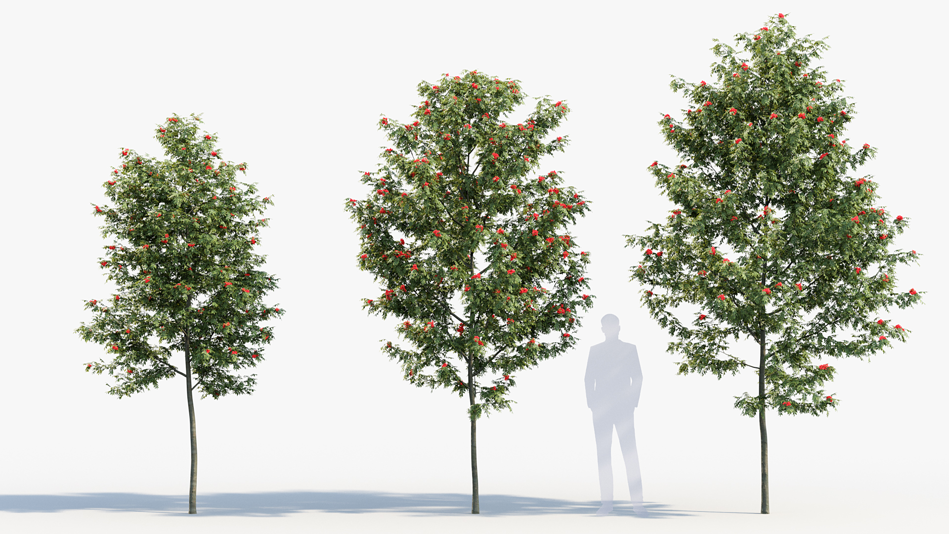 BC_PM_P08_Sorbus_aucuparia_03