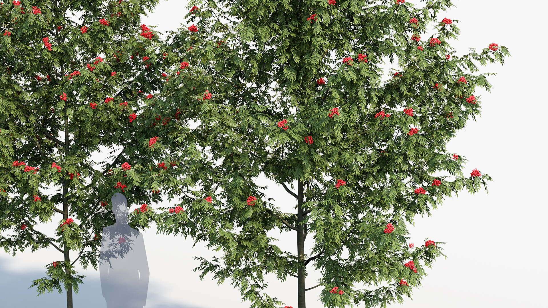 BC_PM_P08_Sorbus_aucuparia_04