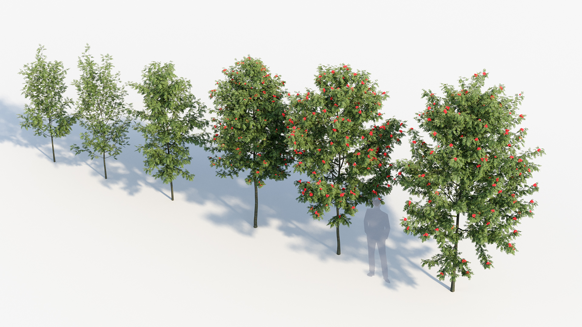 BC_PM_P08_Sorbus_aucuparia_05