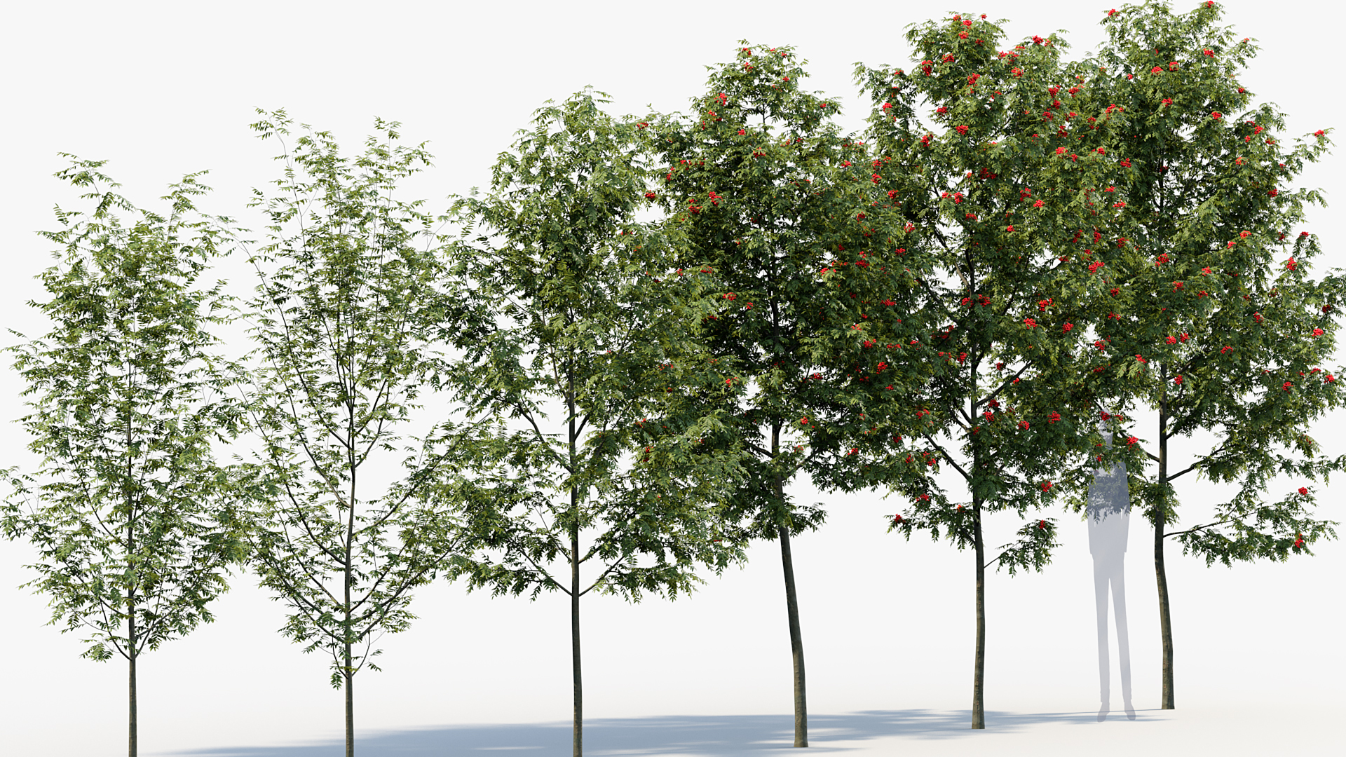 BC_PM_P08_Sorbus_aucuparia_06