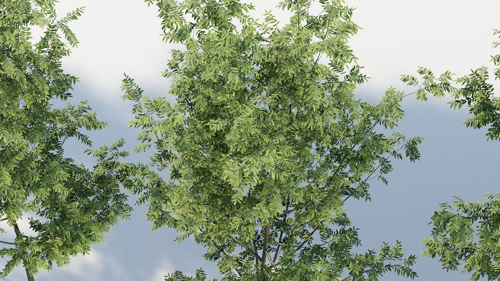 BC_PM_P08_Sorbus_aucuparia_07
