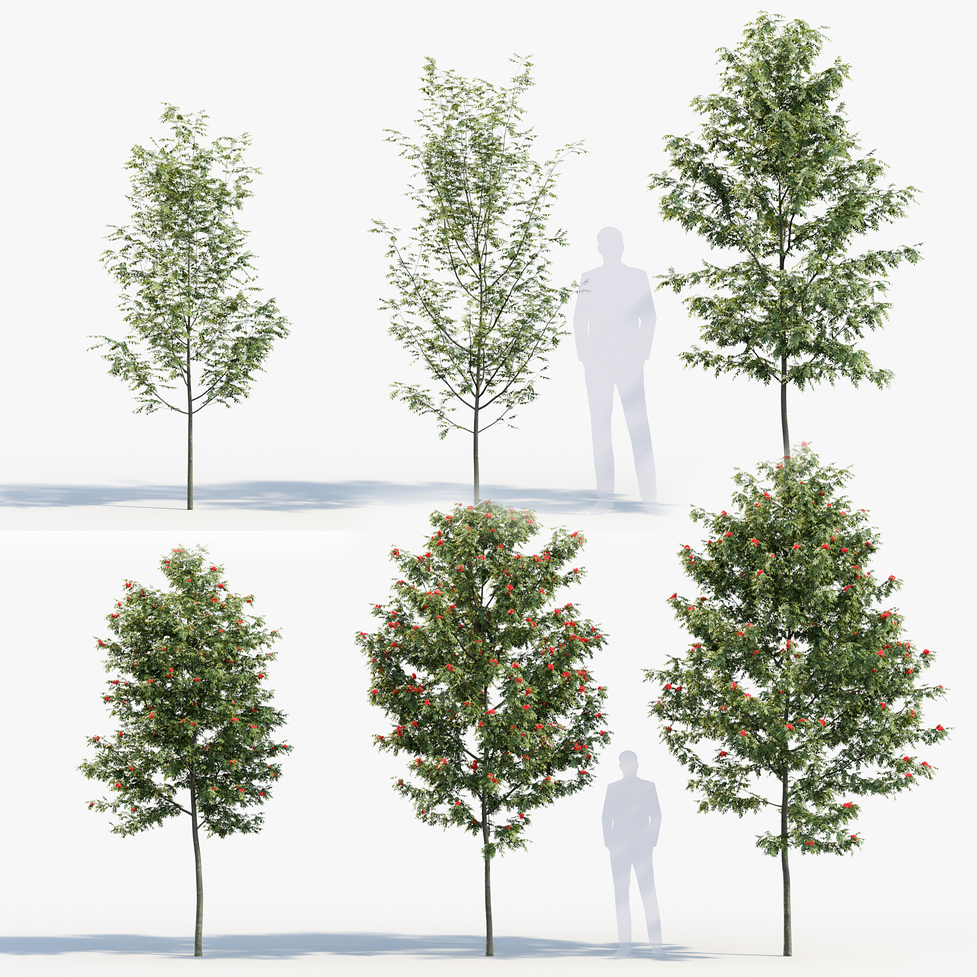 BC_PM_P08_Sorbus_aucuparia_PRV