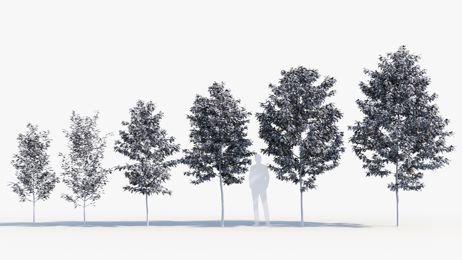 BC_PM_P08_Sorbus_aucuparia_Wire