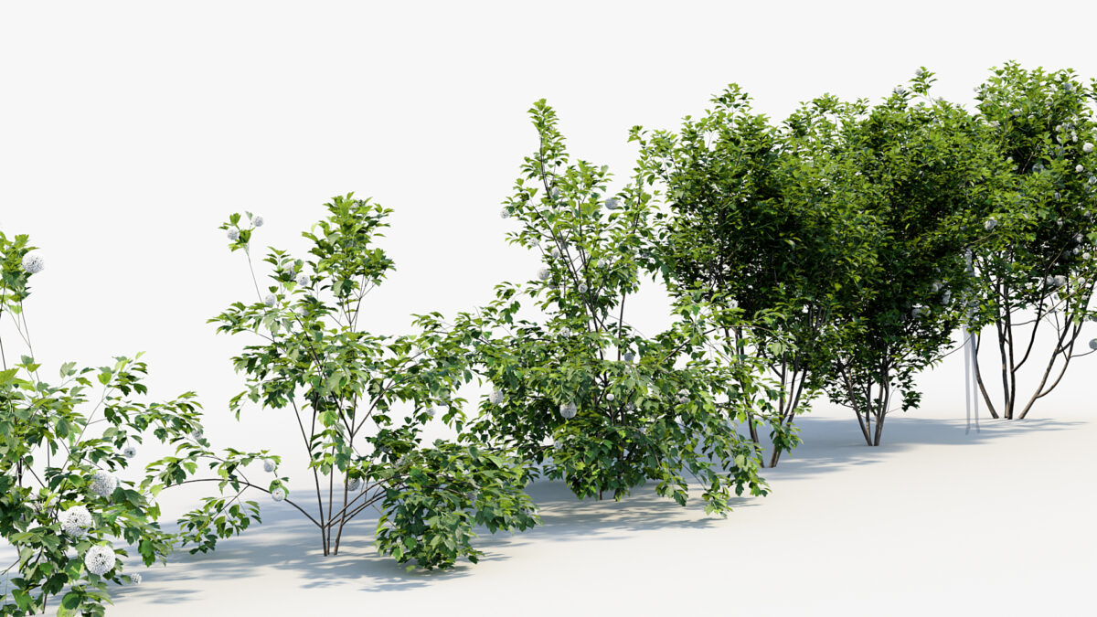 Viburnum opulus – European cranberry bush 3D Model – Free 3D model for