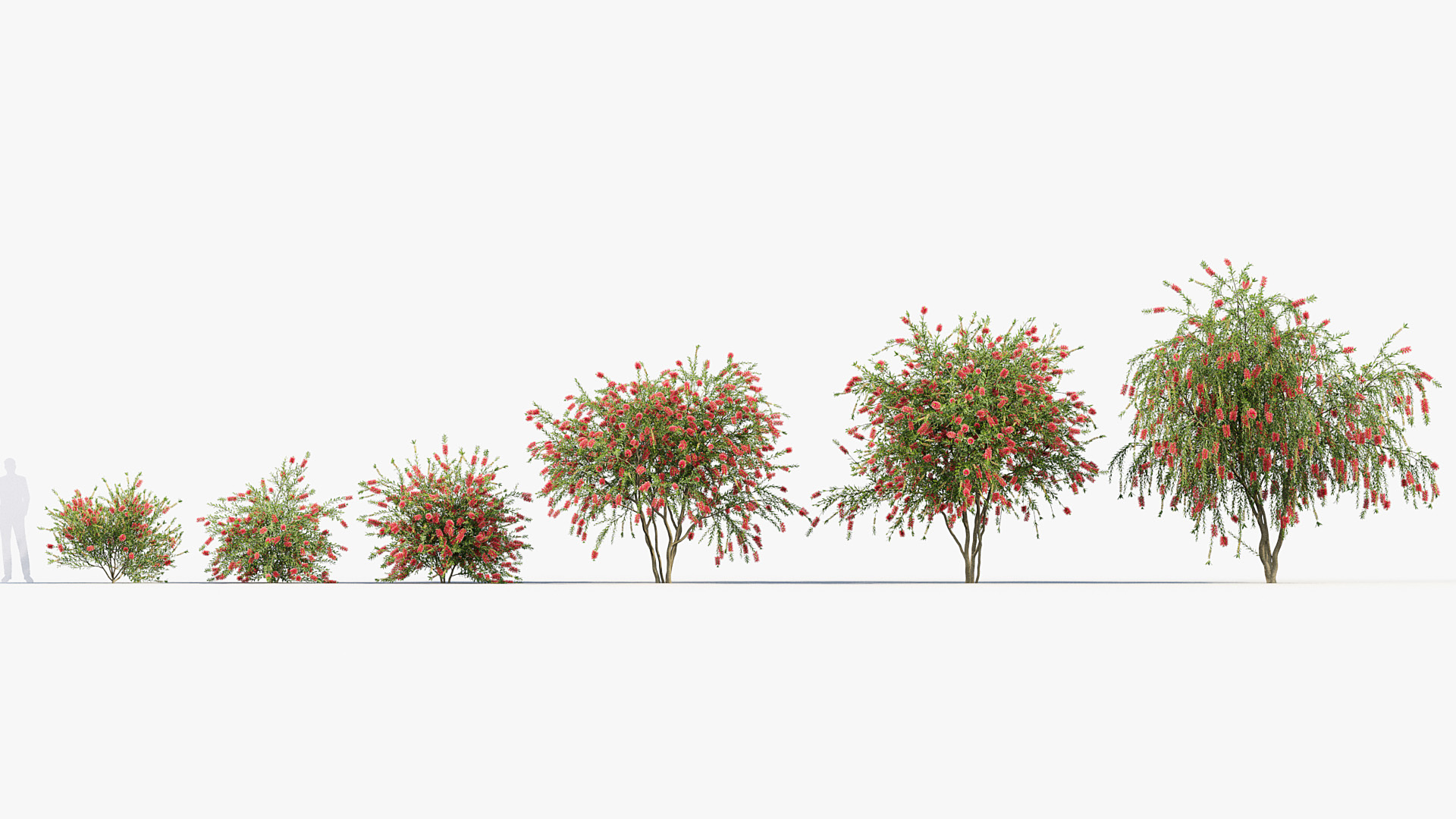 BC_PM_P09_Callistemon_citrinus_01