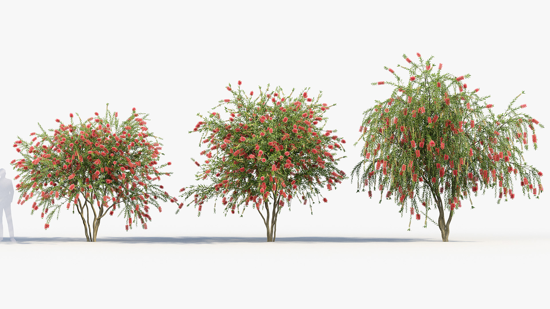 BC_PM_P09_Callistemon_citrinus_03