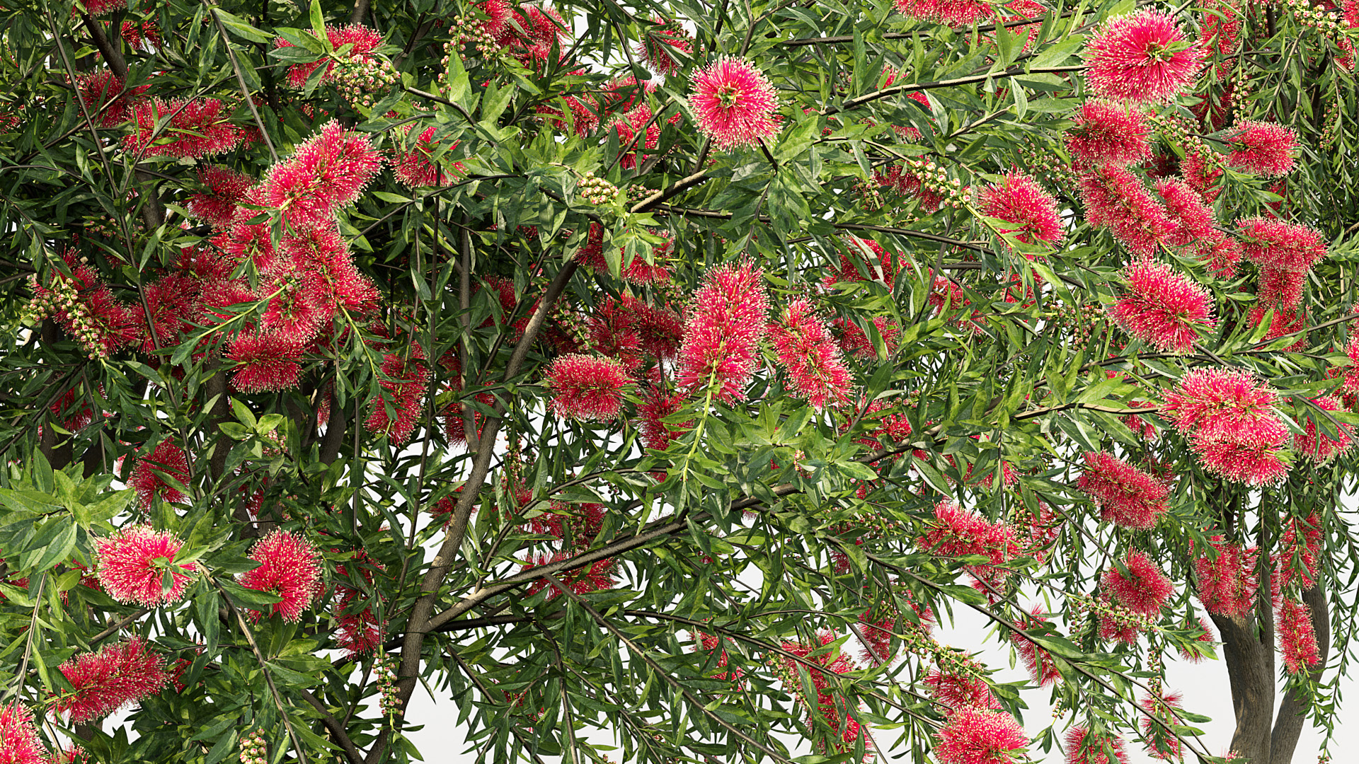 BC_PM_P09_Callistemon_citrinus_06