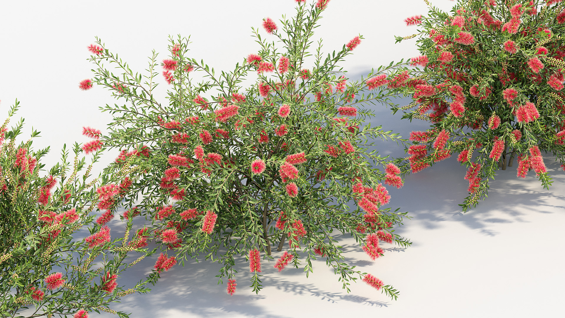 BC_PM_P09_Callistemon_citrinus_07
