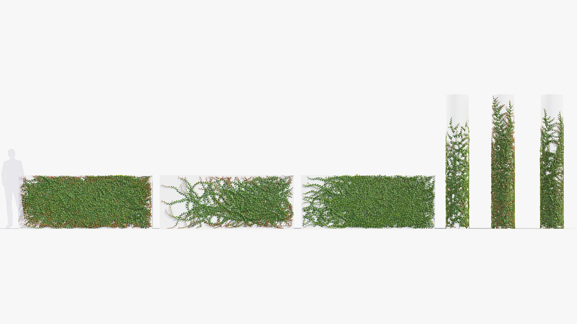 BC_PM_P012_Ficus_pumila_01_01