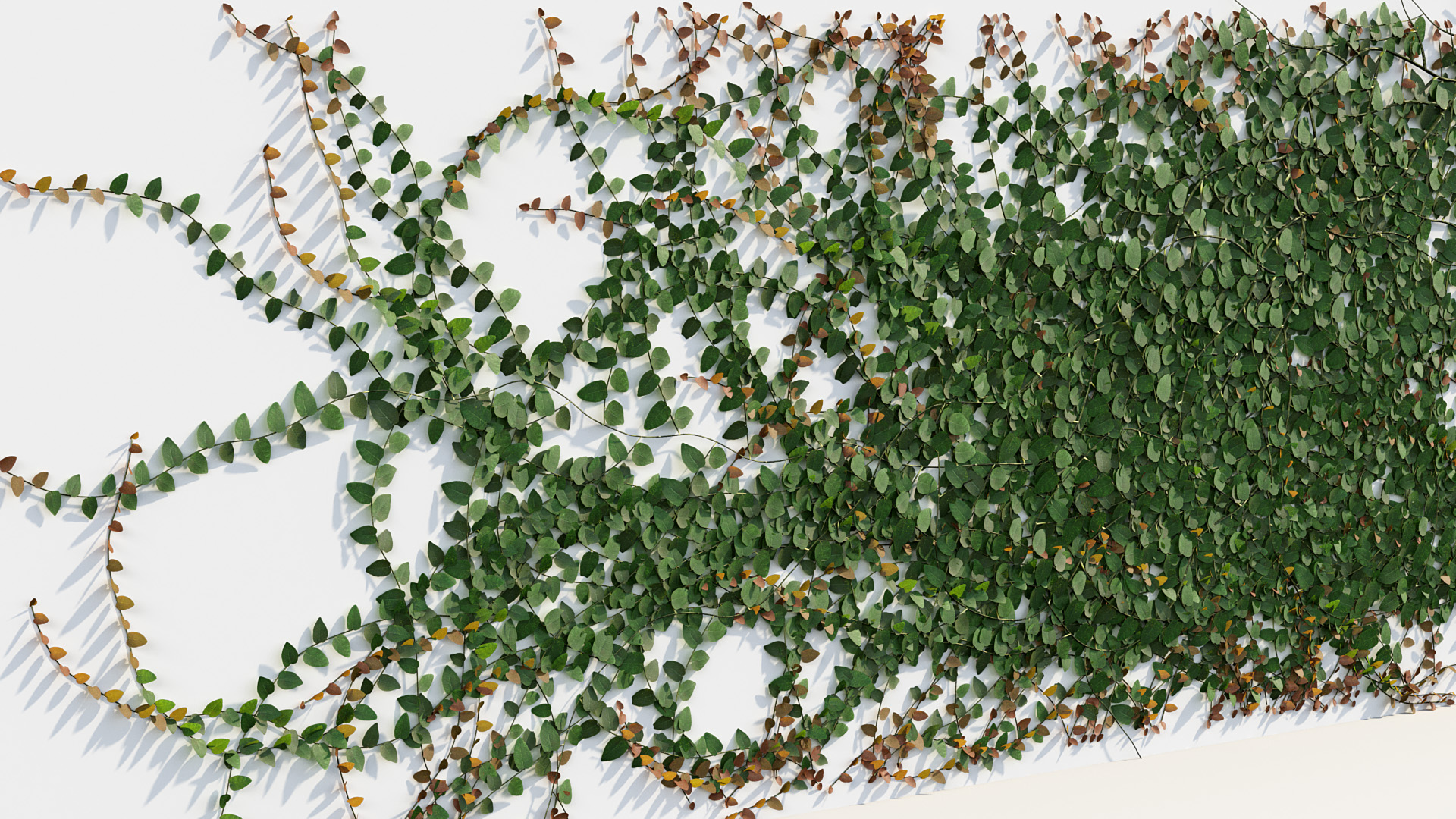 BC_PM_P012_Ficus_pumila_01_04