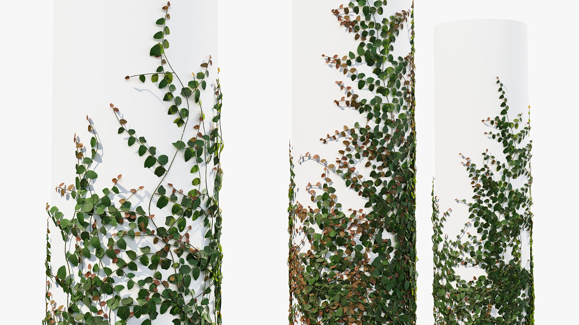 BC_PM_P012_Ficus_pumila_01_05