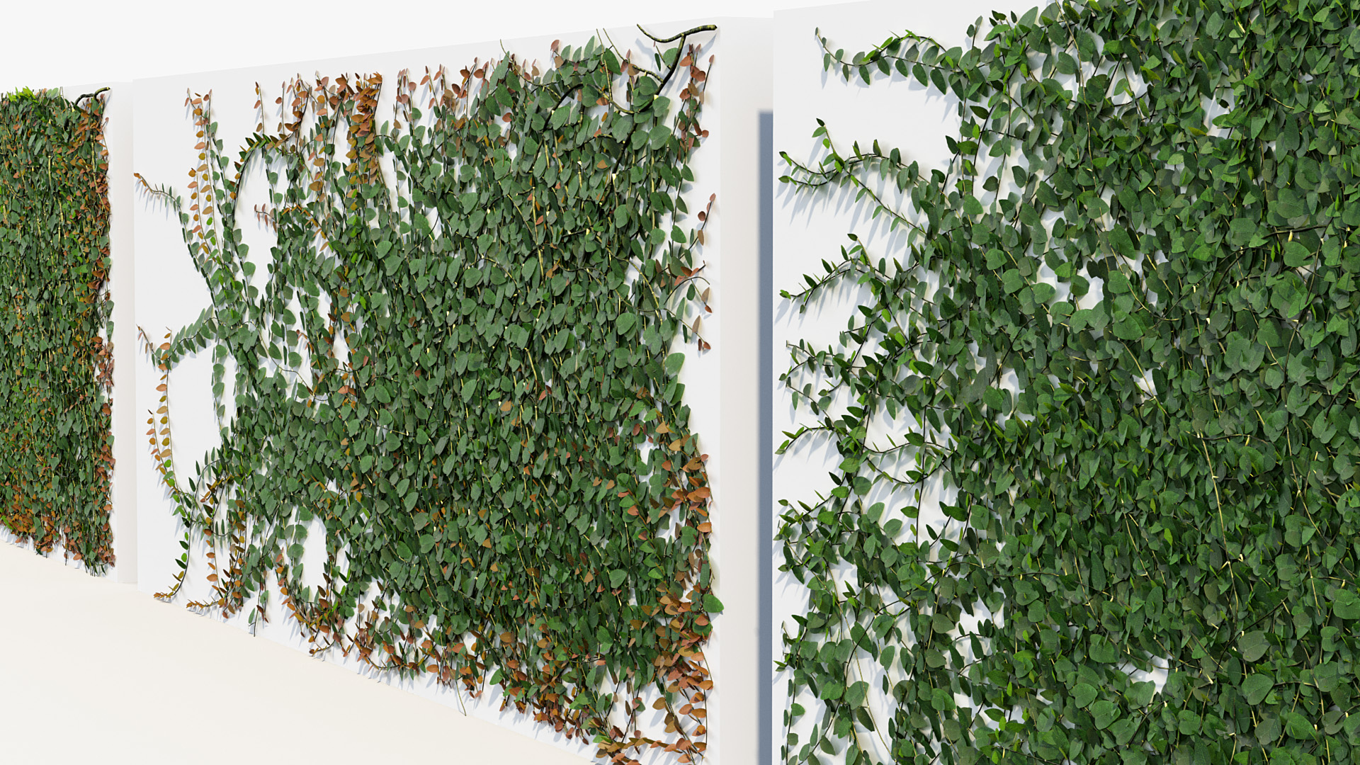 BC_PM_P012_Ficus_pumila_01_06