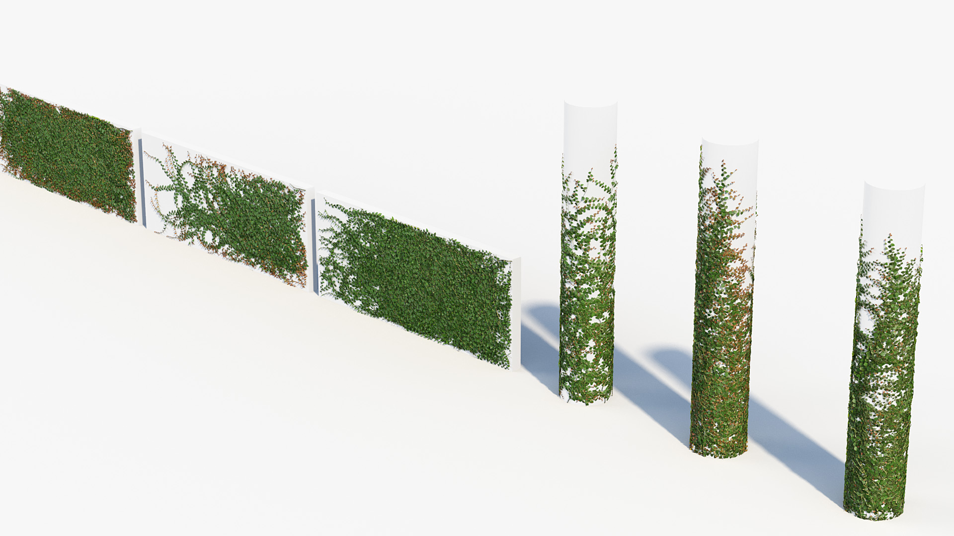 BC_PM_P012_Ficus_pumila_01_07