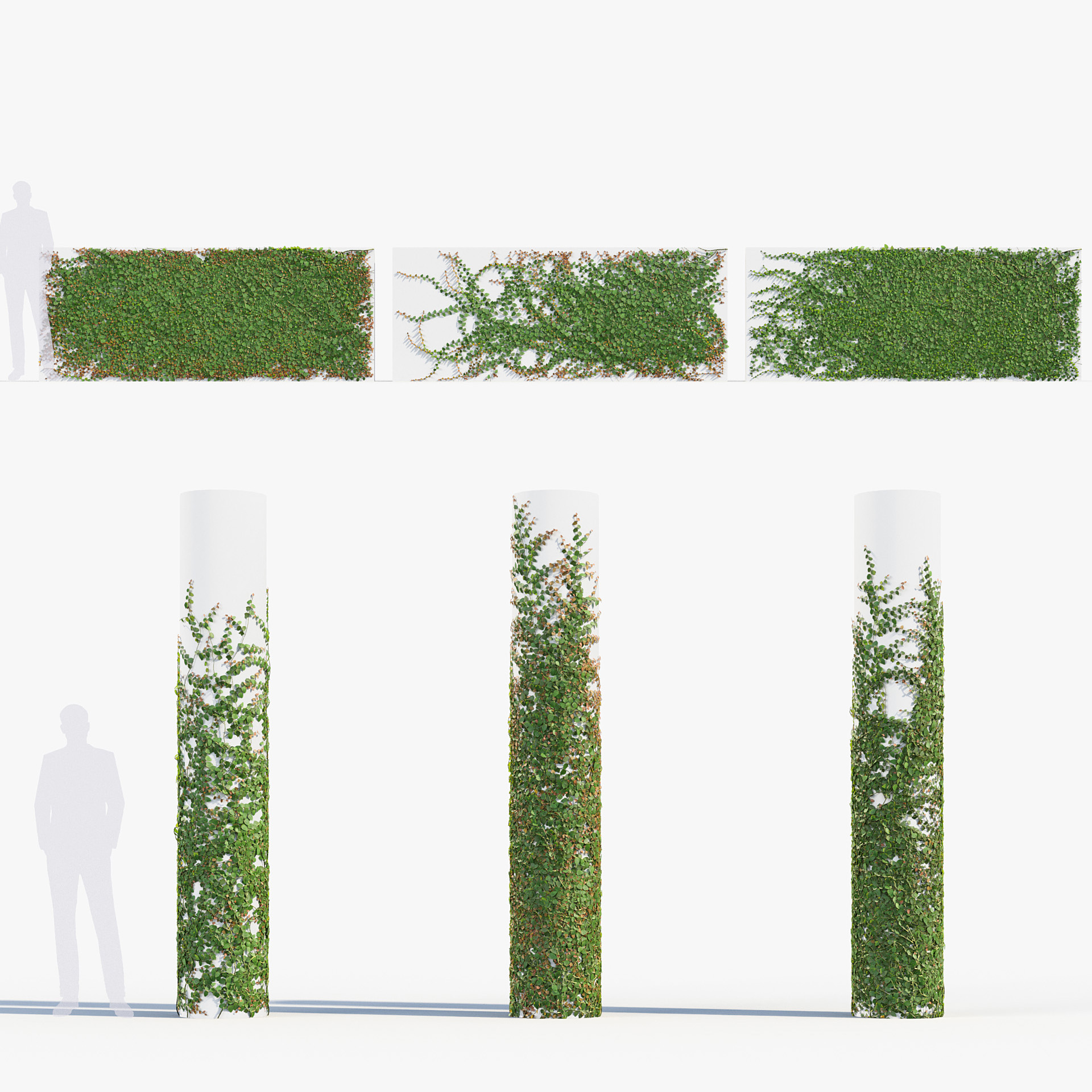 BC_PM_P012_Ficus_pumila_01_PRV