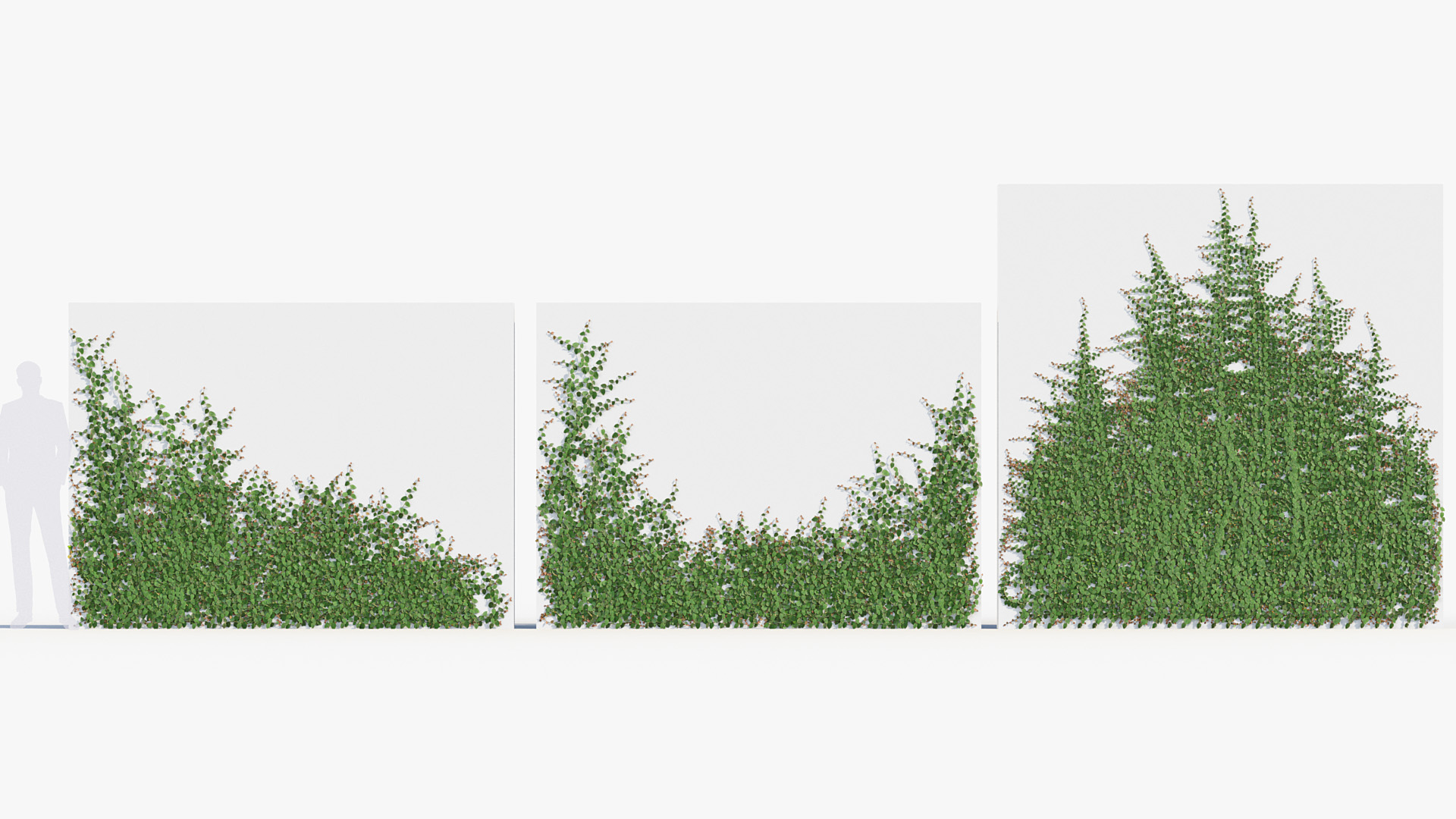 BC_PM_P012_Ficus_pumila_02_02