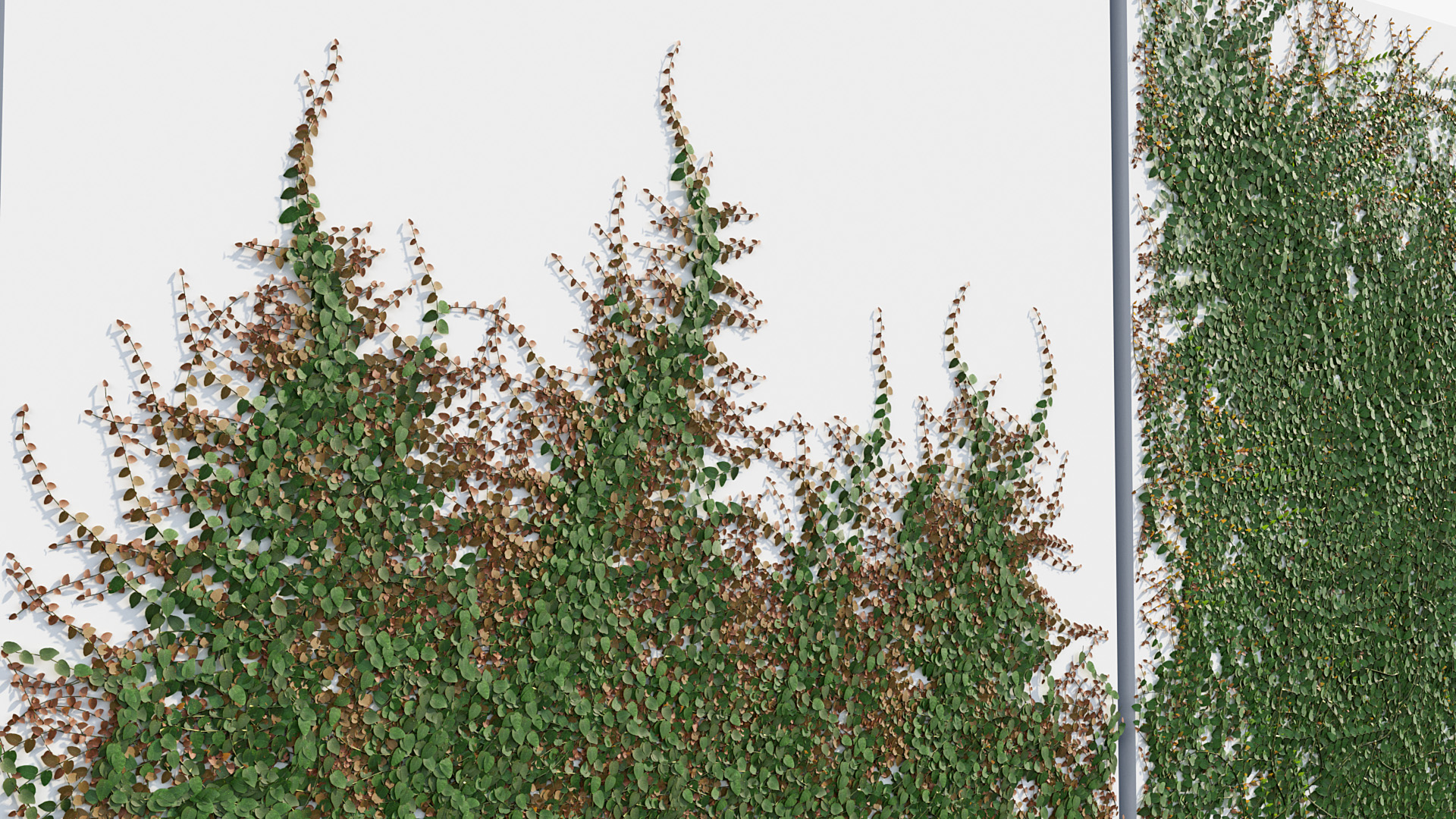 BC_PM_P012_Ficus_pumila_02_06