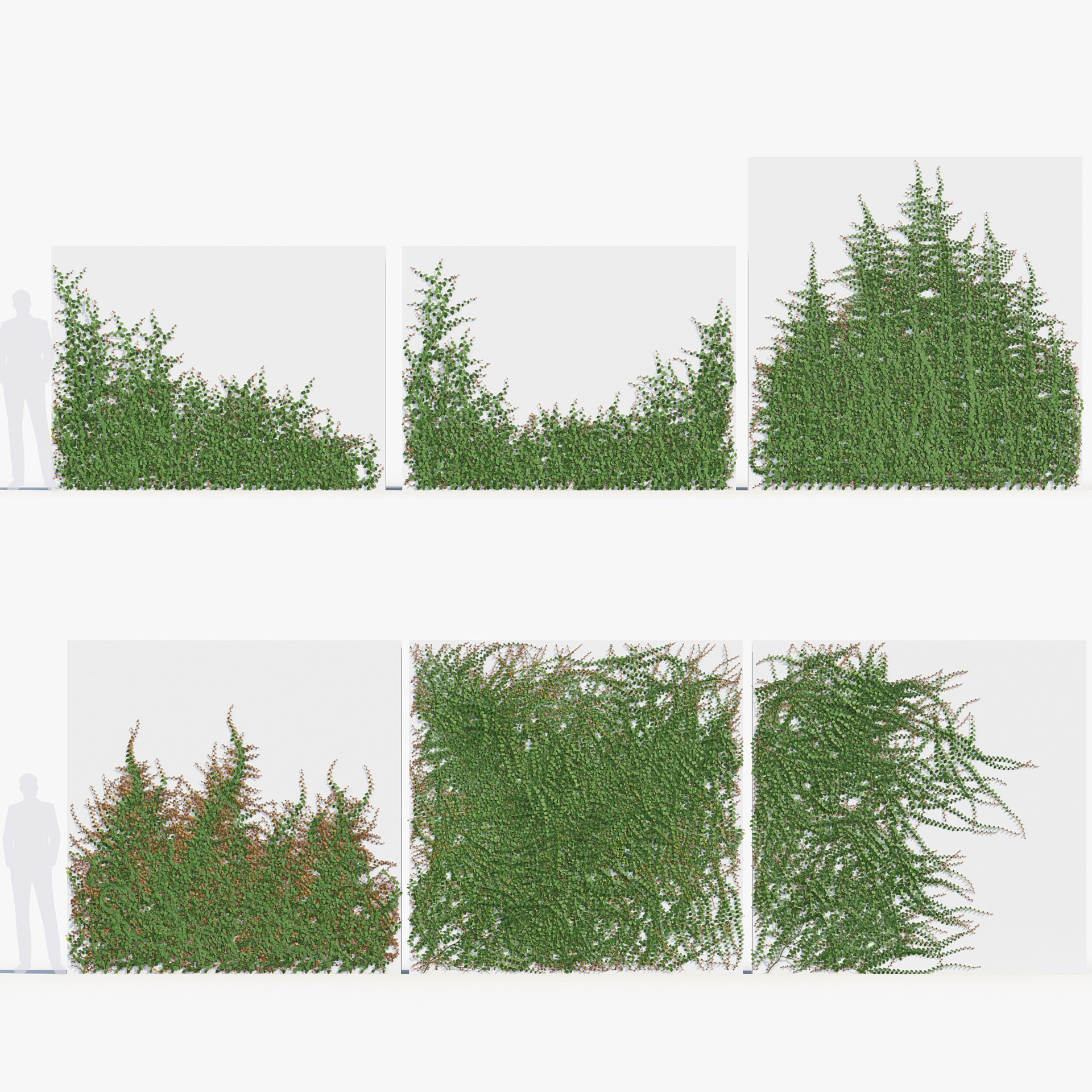 BC_PM_P012_Ficus_pumila_02_PRV