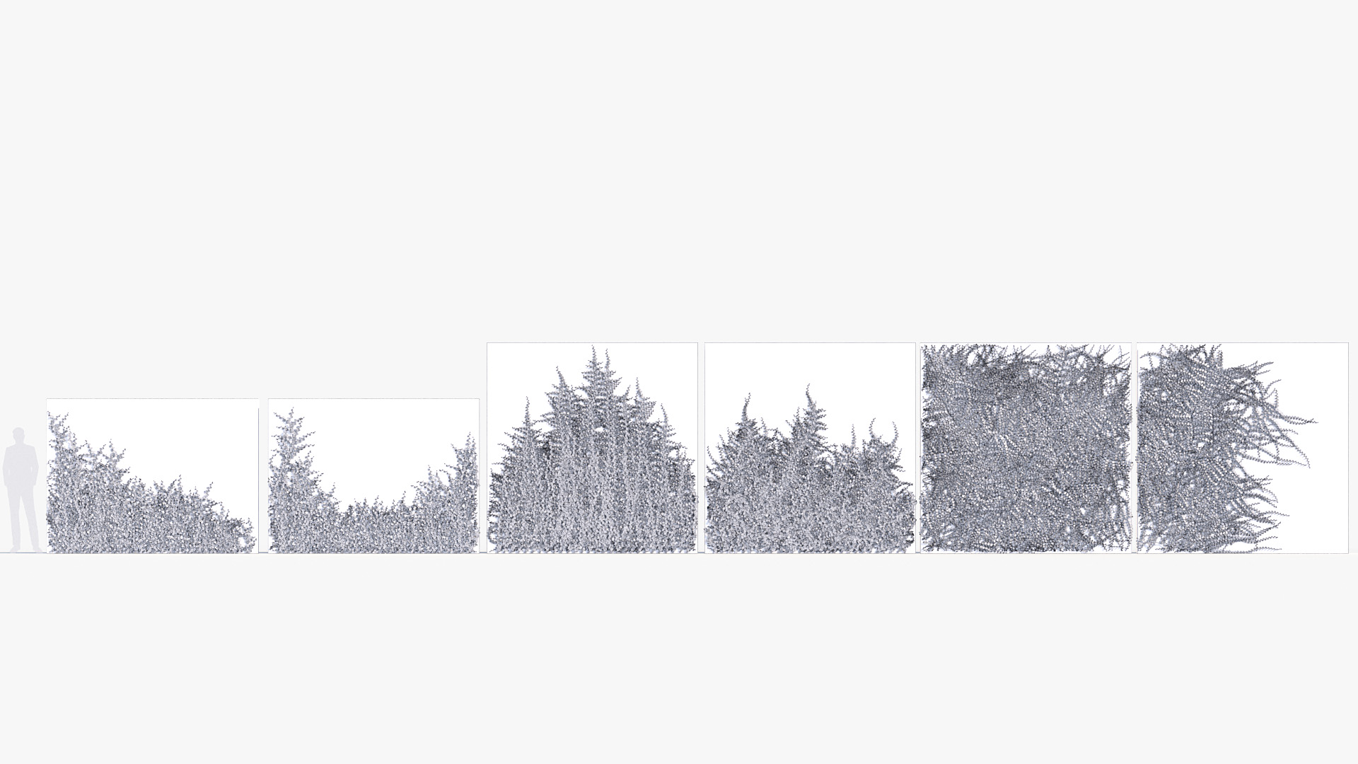 BC_PM_P012_Ficus_pumila_02_Wire