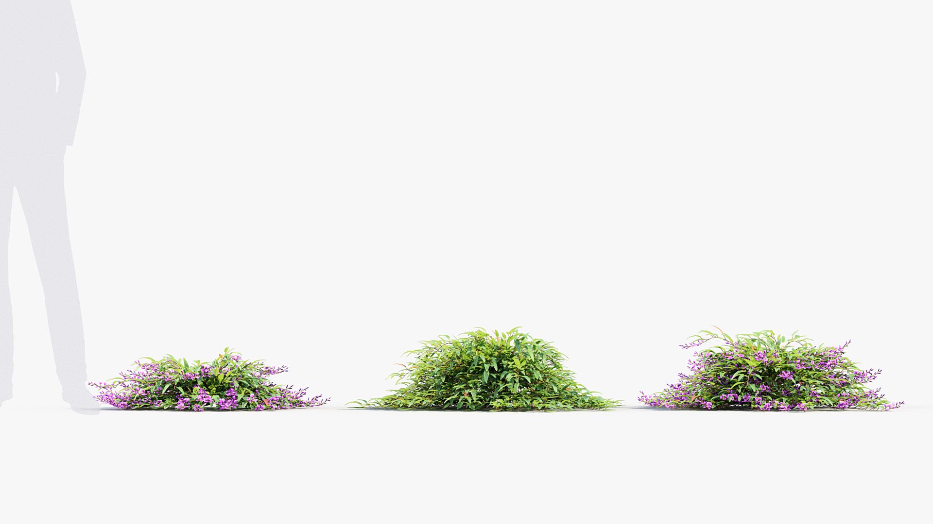 BC_PM_P012_Hardenbergia_violacea_01_02