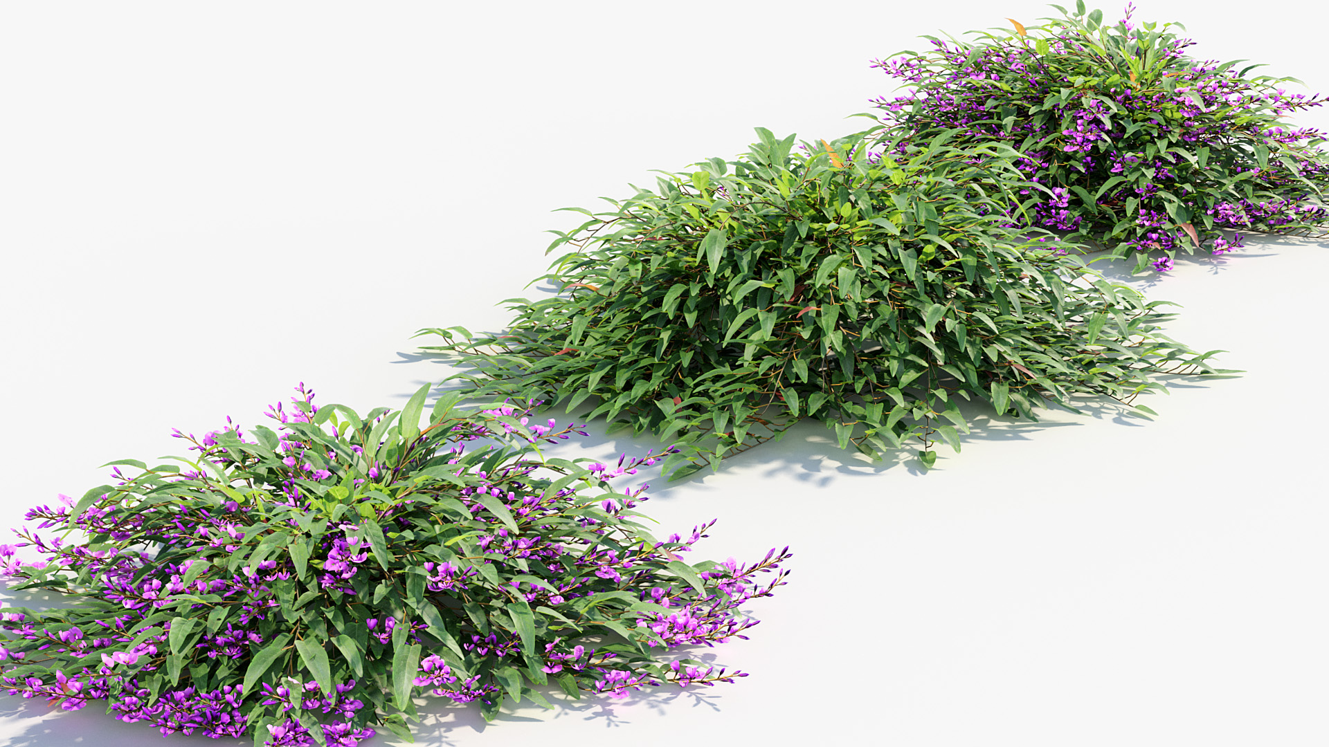 BC_PM_P012_Hardenbergia_violacea_01_04