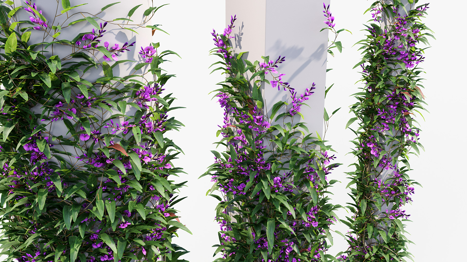 BC_PM_P012_Hardenbergia_violacea_01_05