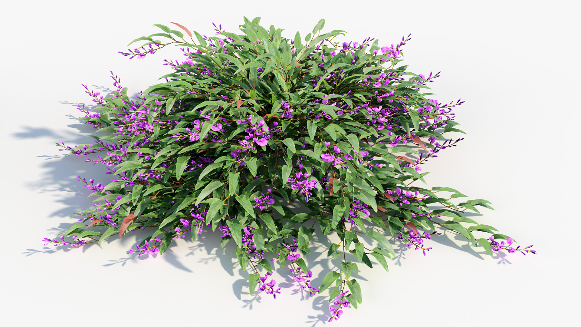 BC_PM_P012_Hardenbergia_violacea_01_06
