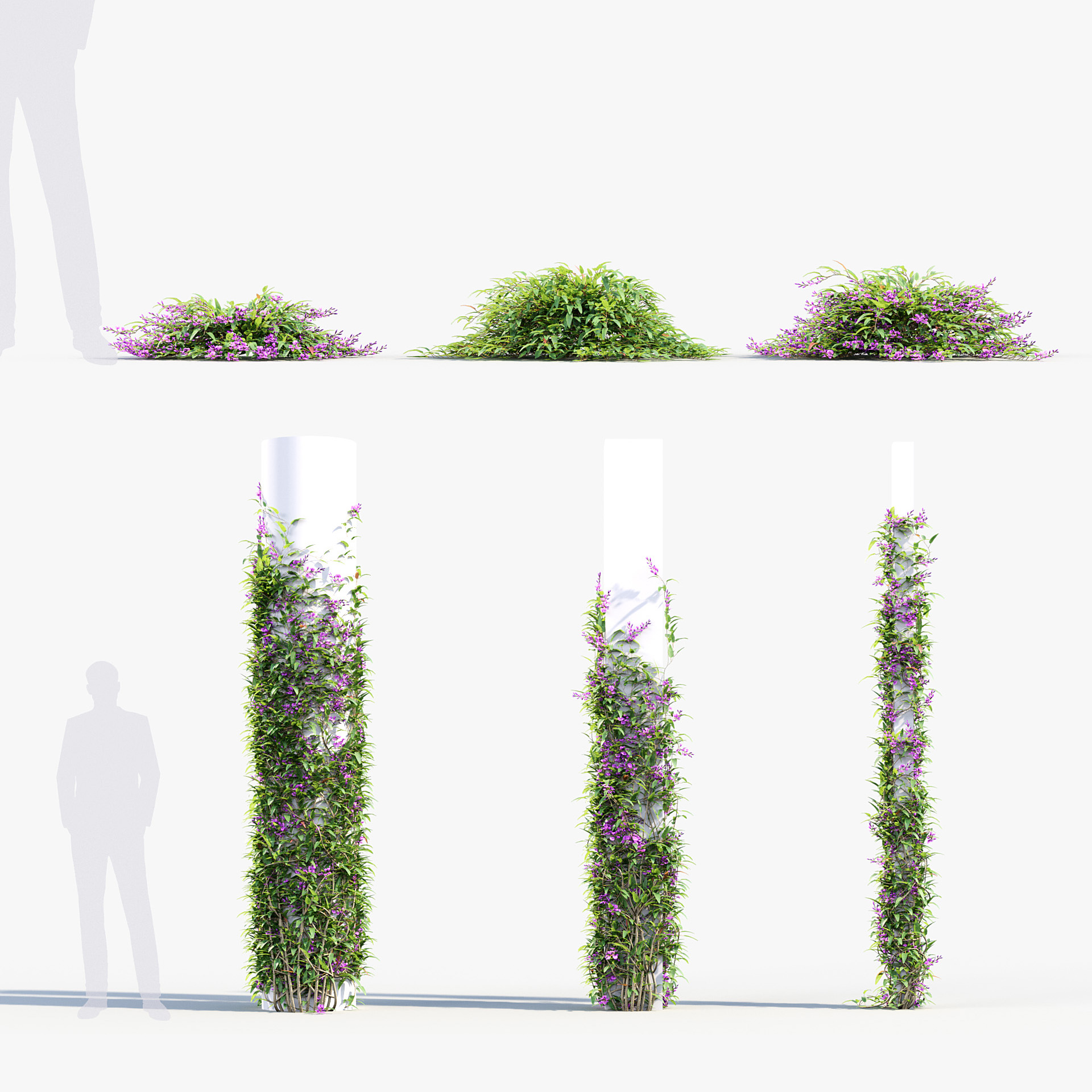 BC_PM_P012_Hardenbergia_violacea_01_PRV