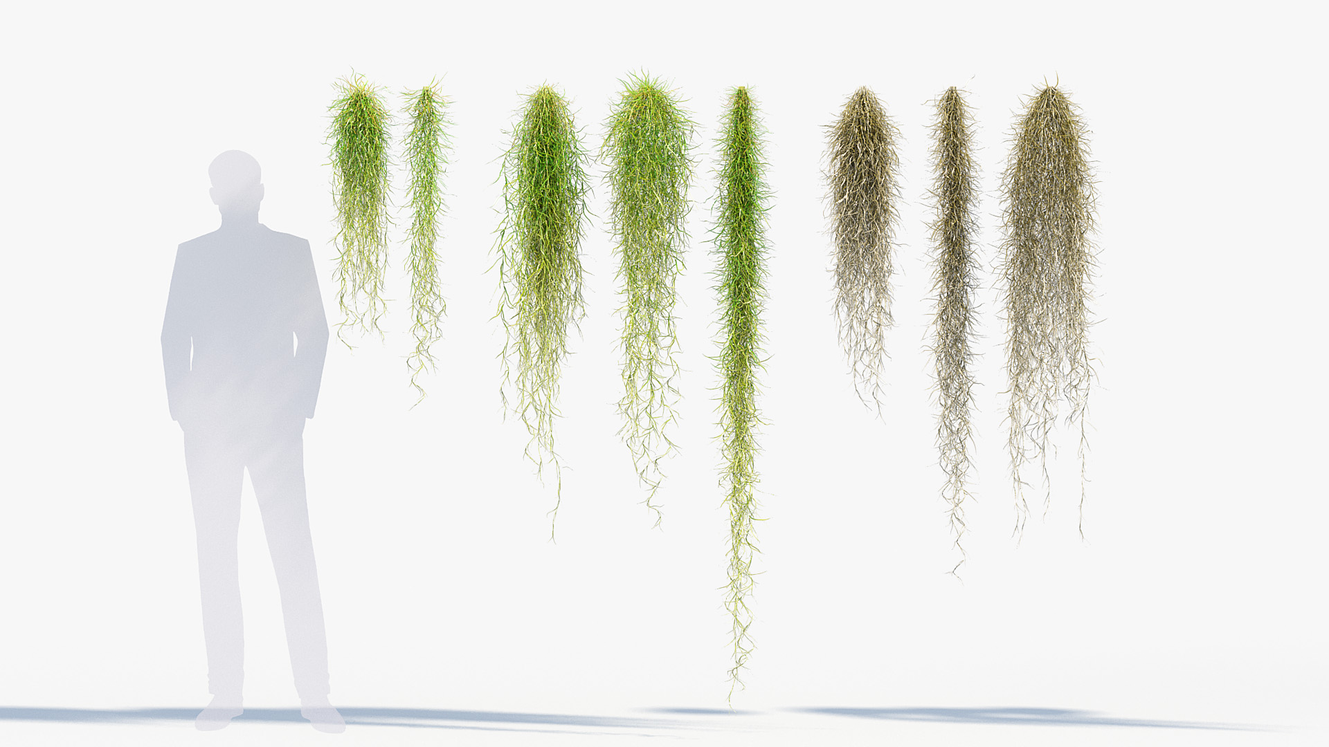 BC_PM_P012_Tillandsia_usneoides_01_02