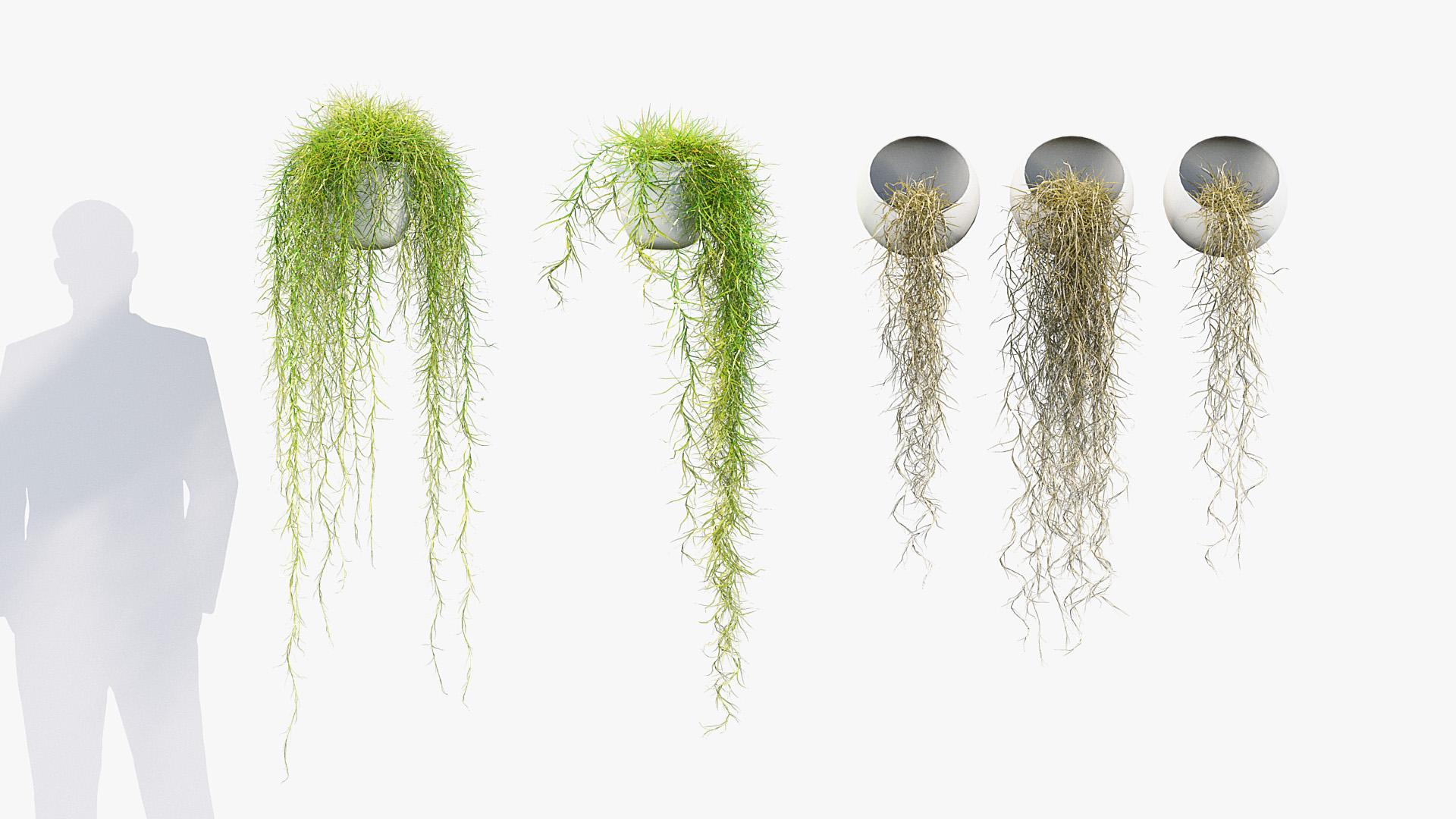 BC_PM_P012_Tillandsia_usneoides_01_03
