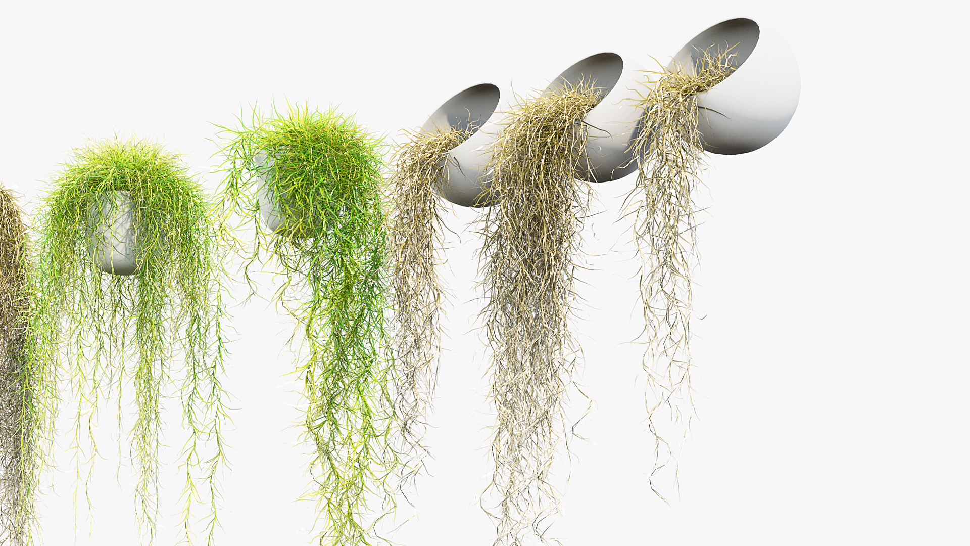 BC_PM_P012_Tillandsia_usneoides_01_05
