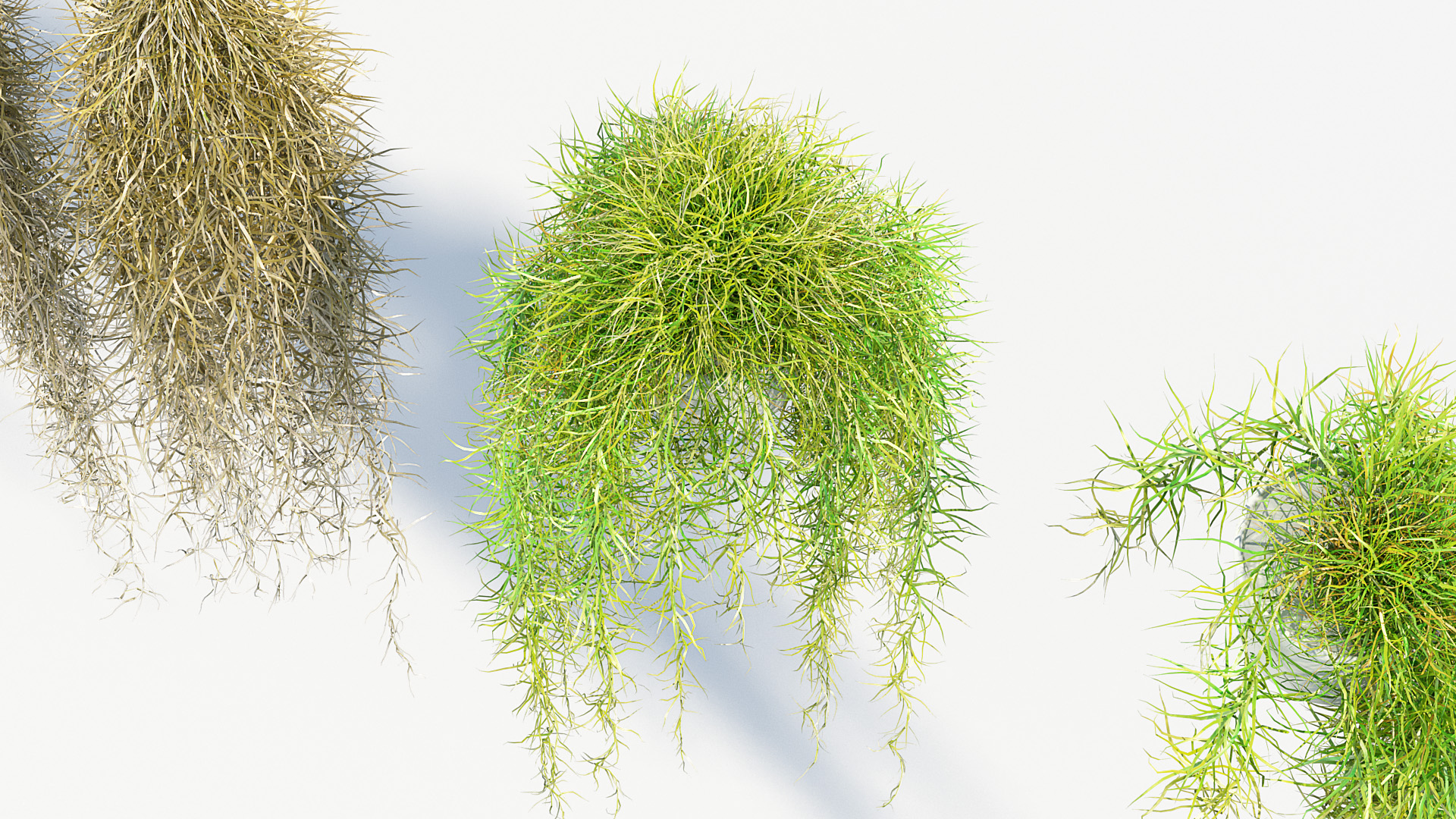 BC_PM_P012_Tillandsia_usneoides_01_06