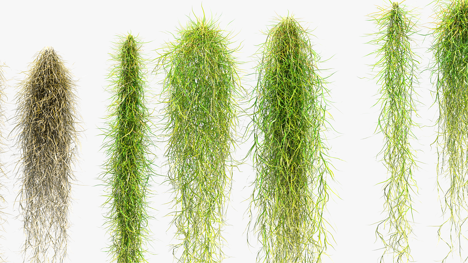 BC_PM_P012_Tillandsia_usneoides_01_07