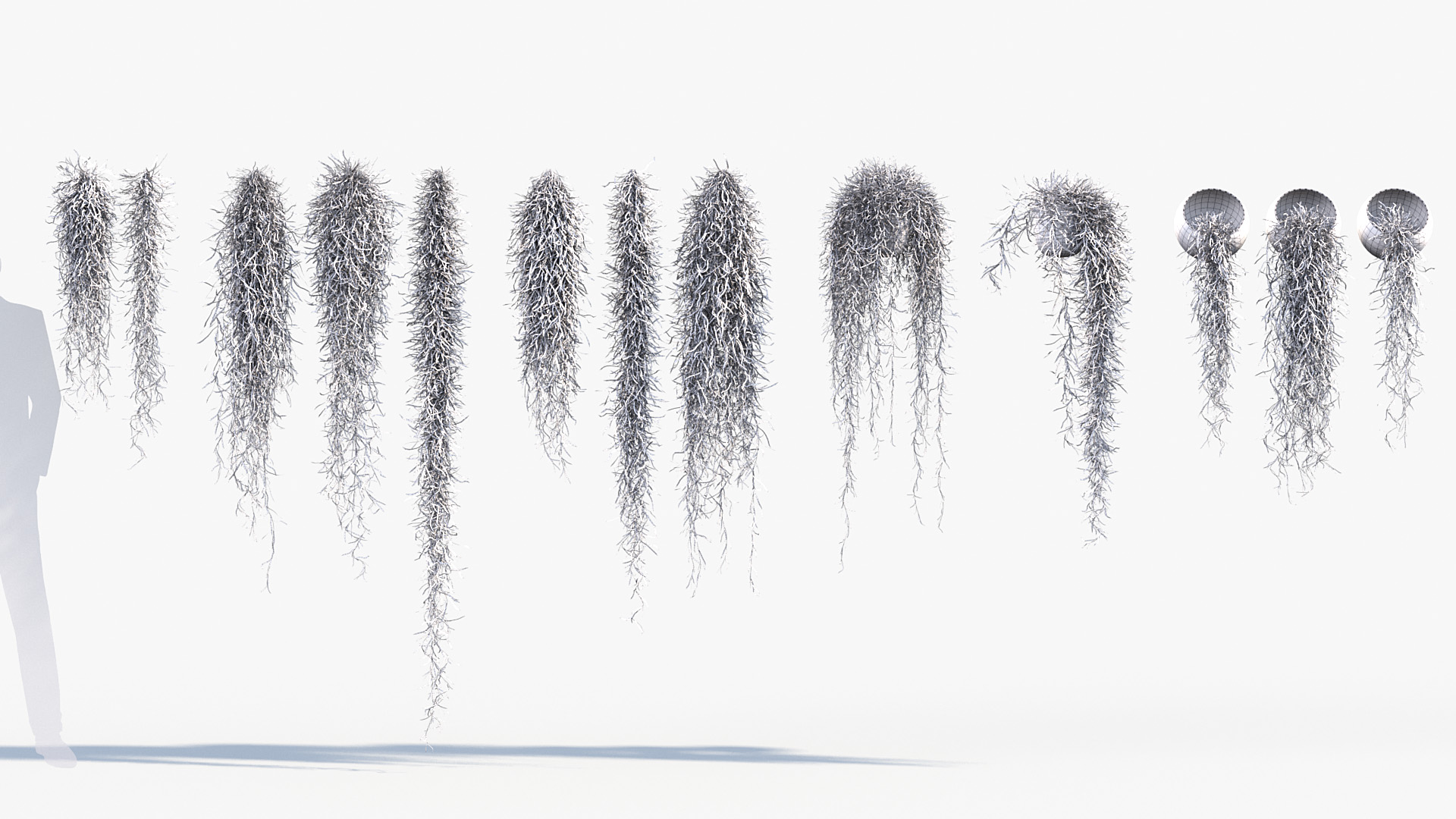 BC_PM_P012_Tillandsia_usneoides_01_wire_01 (1)