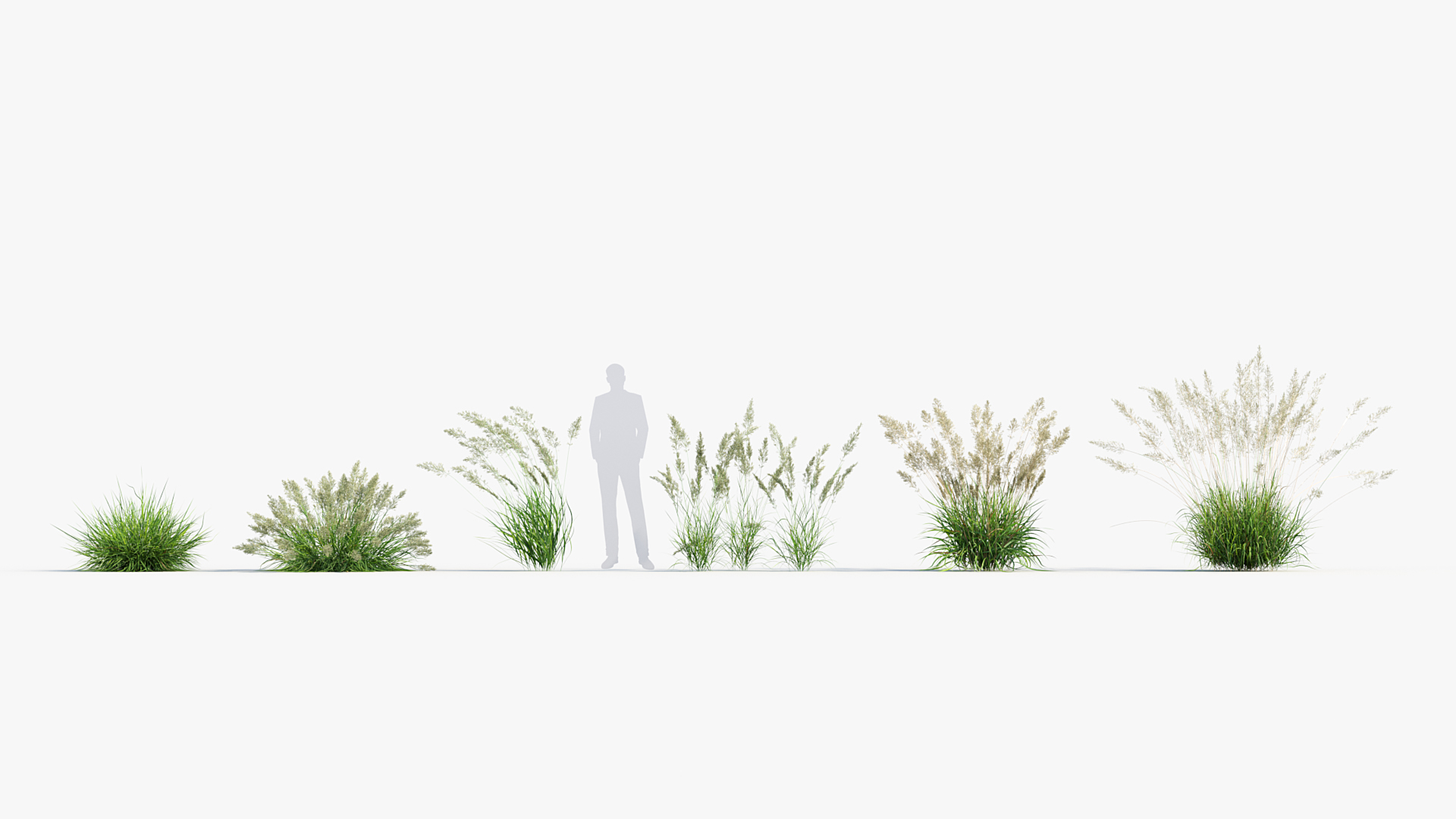 BC_PM_P013_Calamagrostis_arundinacea_01