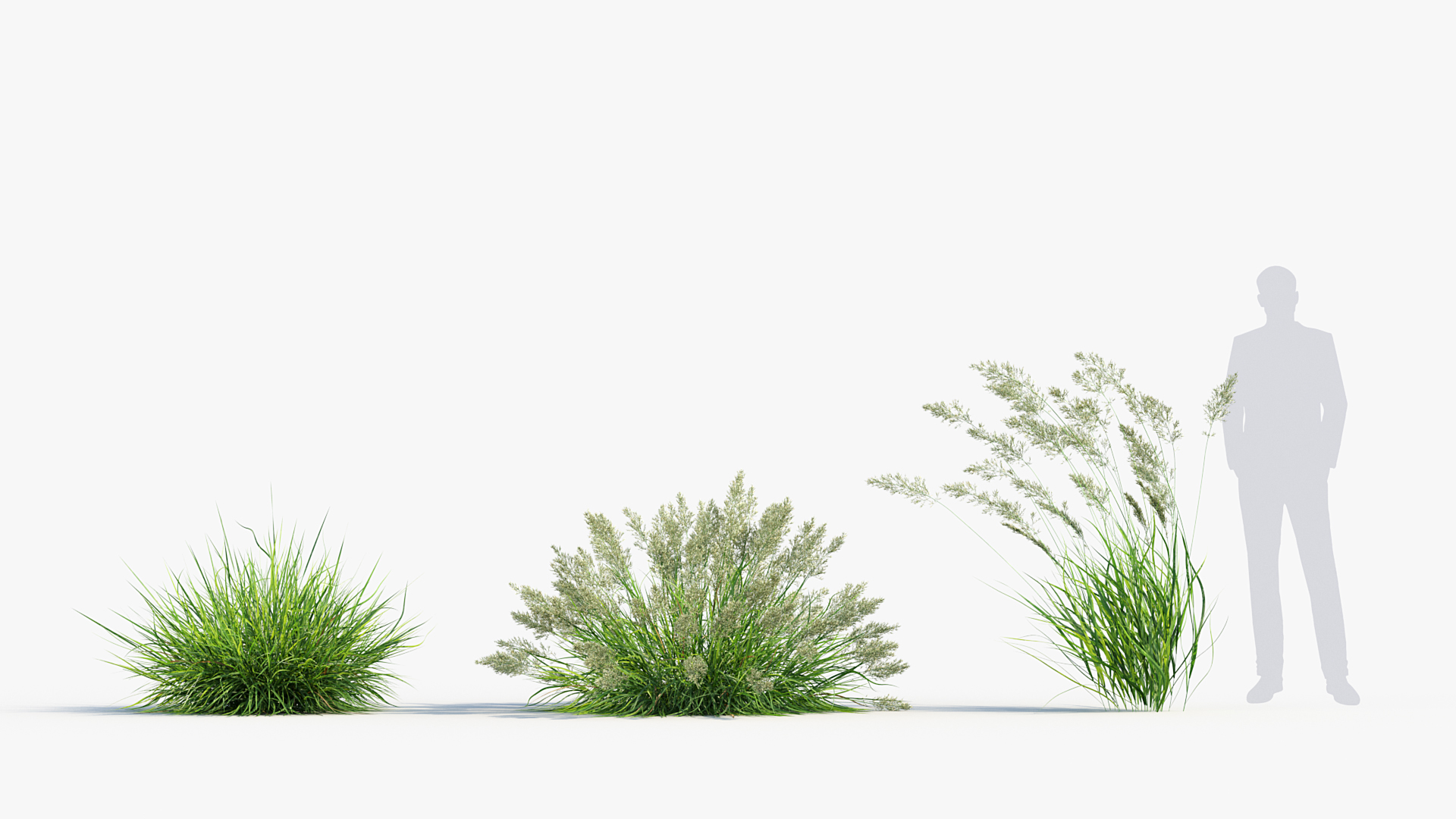 BC_PM_P013_Calamagrostis_arundinacea_02