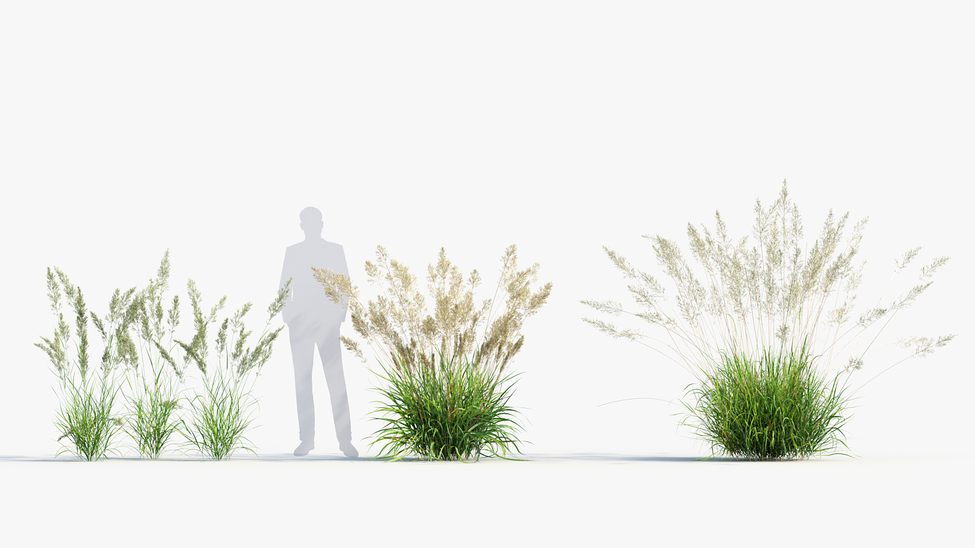 BC_PM_P013_Calamagrostis_arundinacea_03