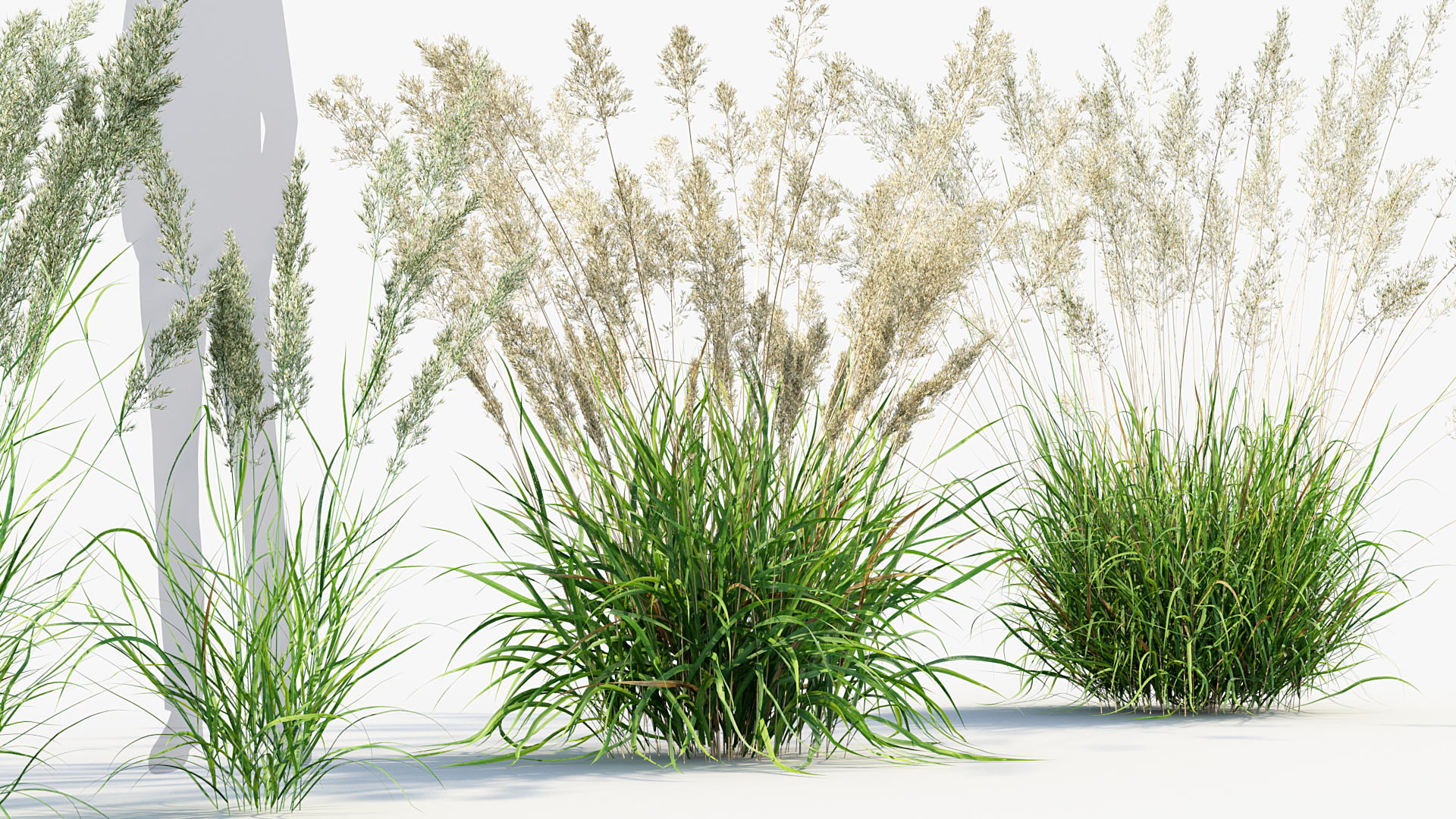 BC_PM_P013_Calamagrostis_arundinacea_05
