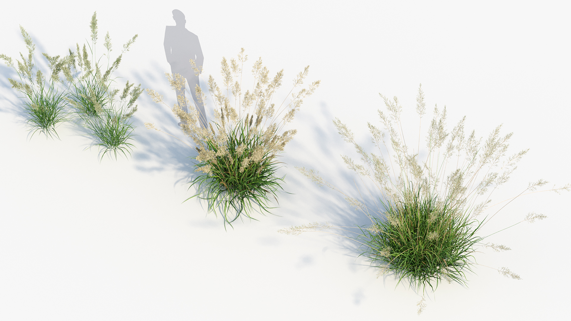 BC_PM_P013_Calamagrostis_arundinacea_06