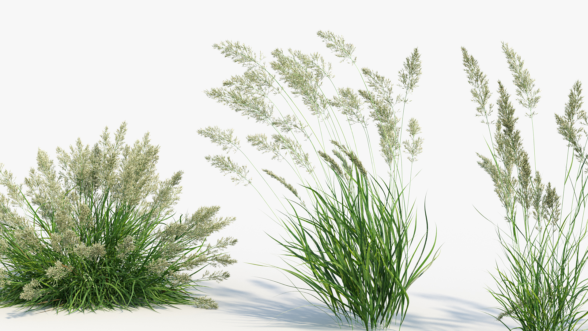 BC_PM_P013_Calamagrostis_arundinacea_07
