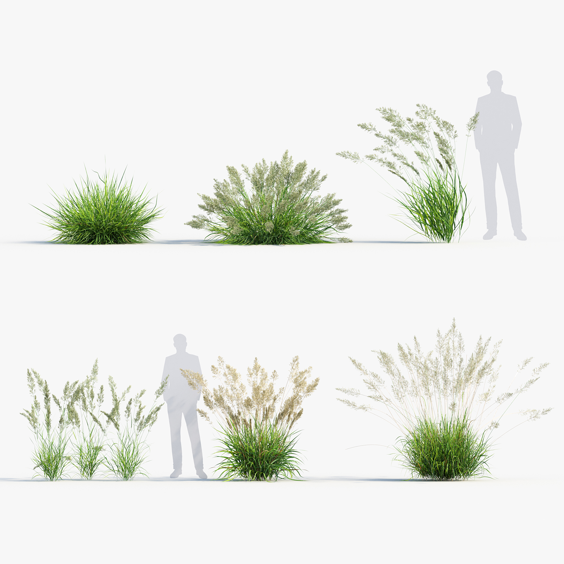 BC_PM_P013_Calamagrostis_arundinacea_PRV