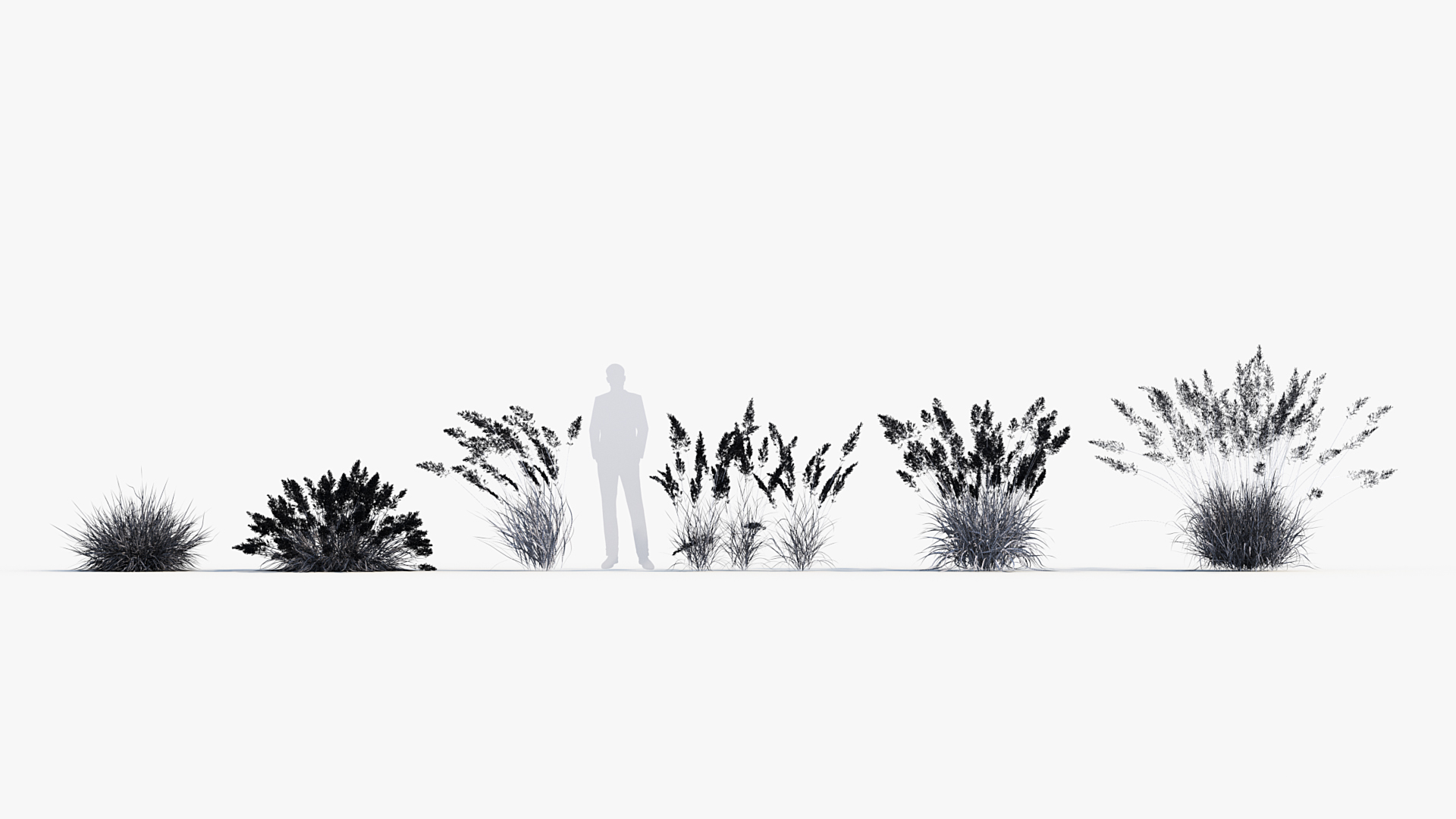 BC_PM_P013_Calamagrostis_arundinacea_Wire