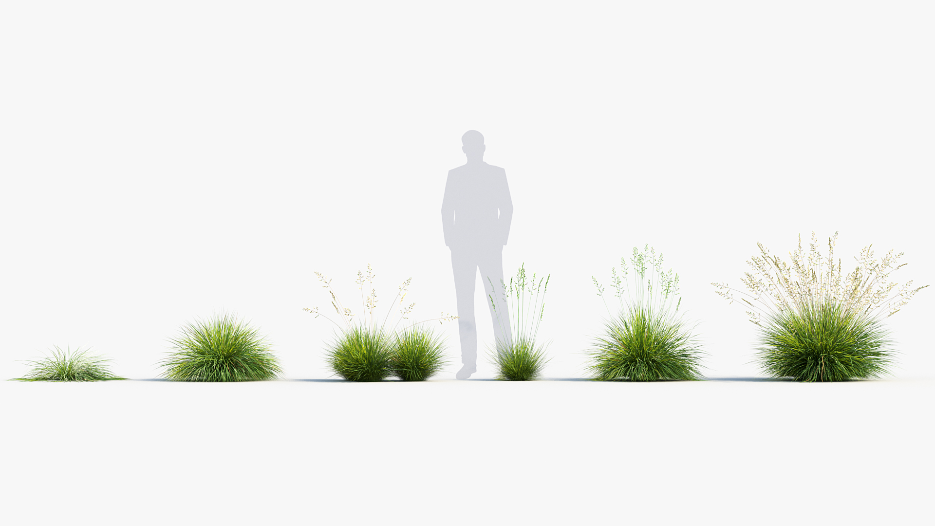 BC_PM_P013_Festuca_glauca_01