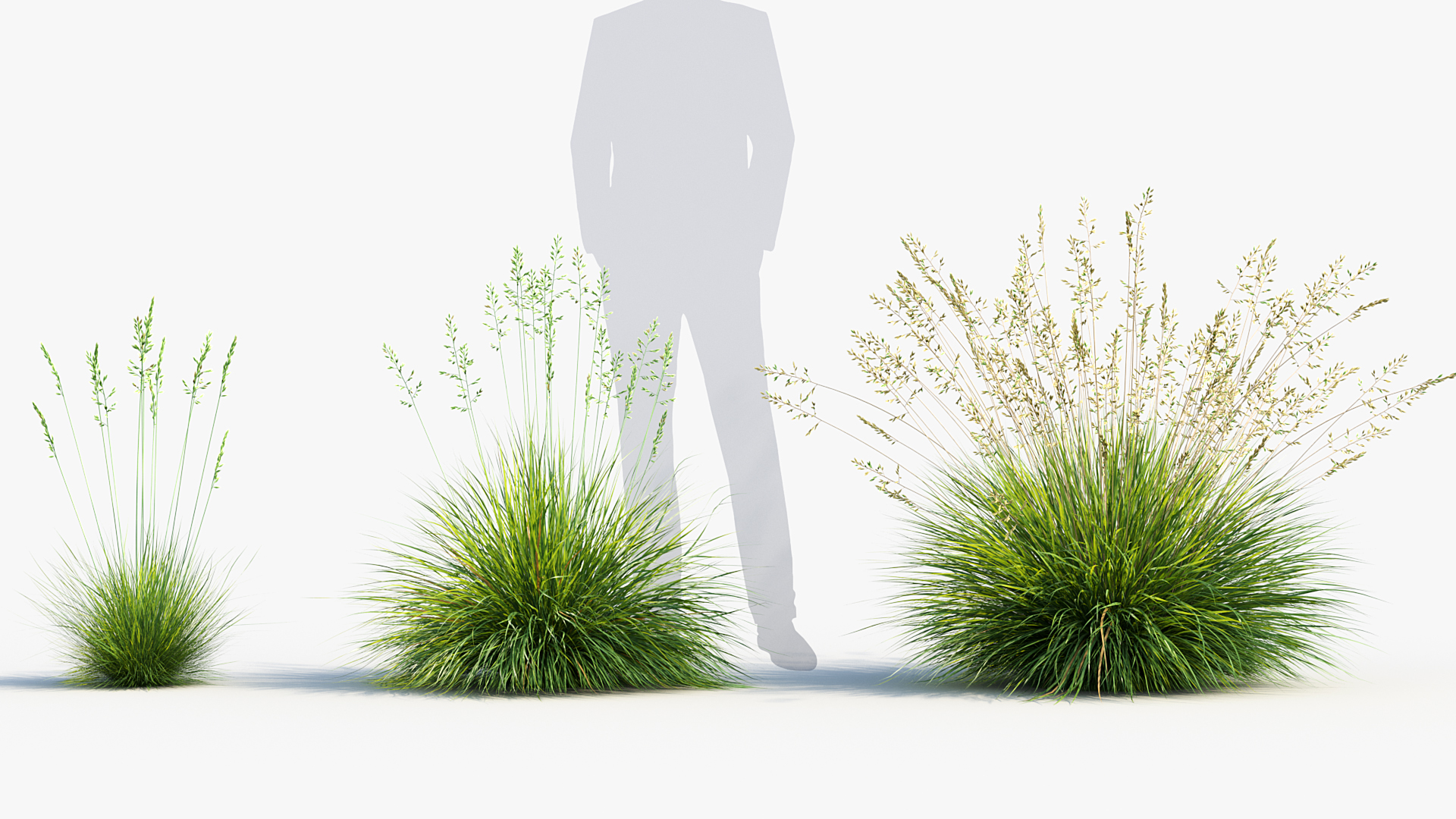 BC_PM_P013_Festuca_glauca_03