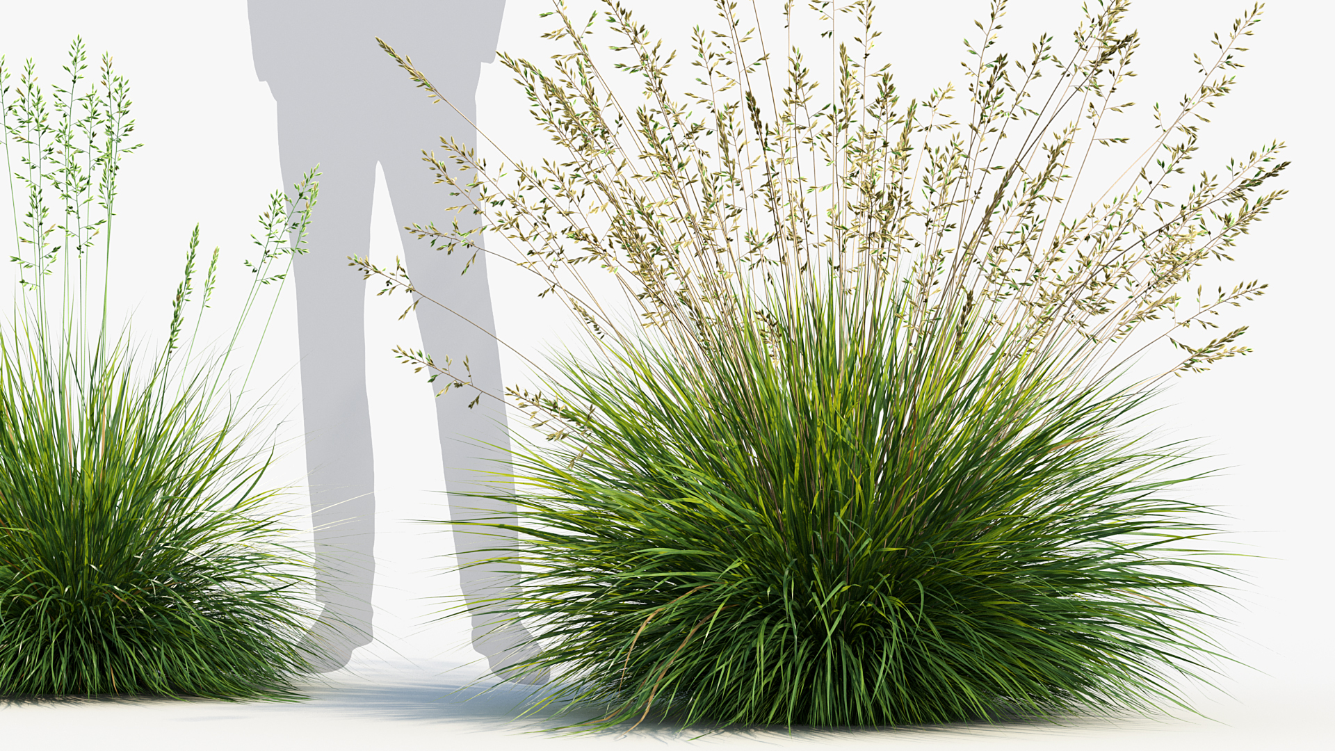 BC_PM_P013_Festuca_glauca_04