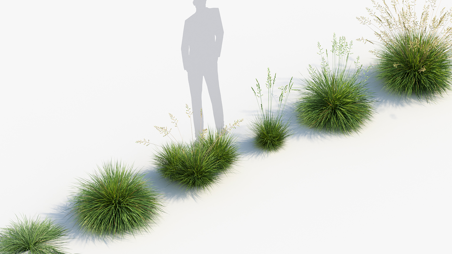 BC_PM_P013_Festuca_glauca_07