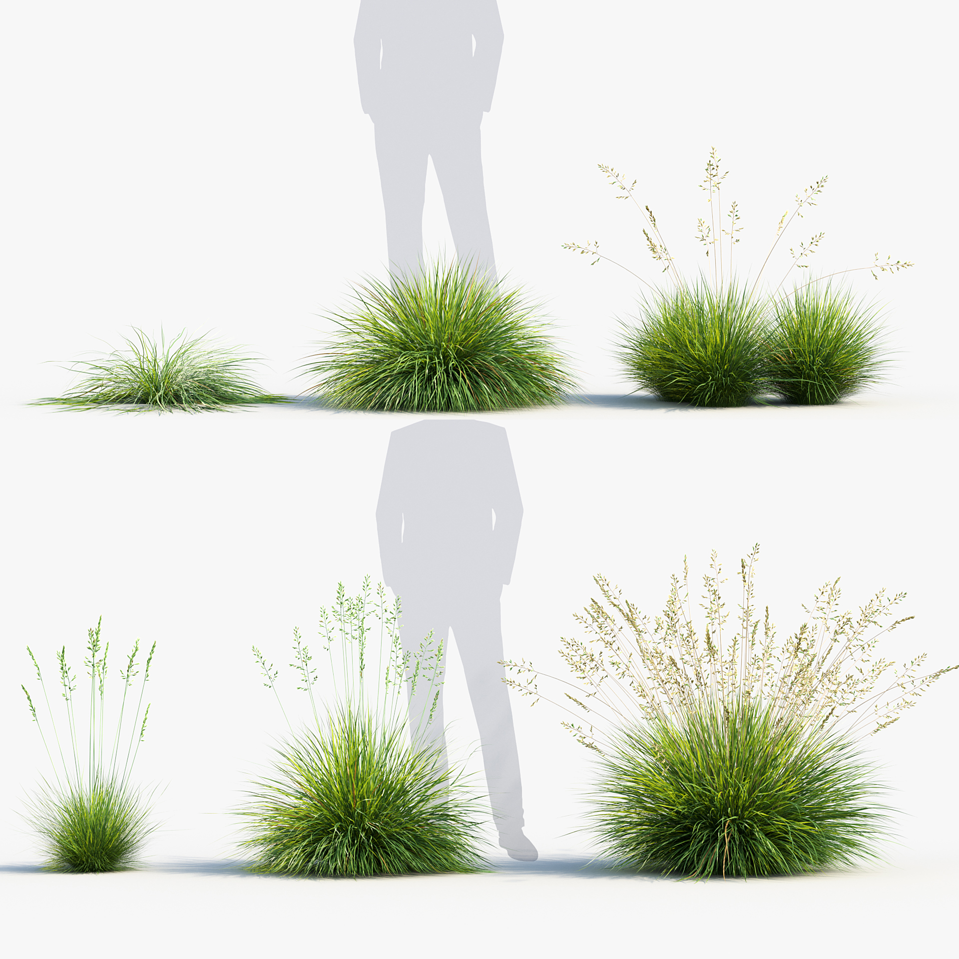 BC_PM_P013_Festuca_glauca_PRV