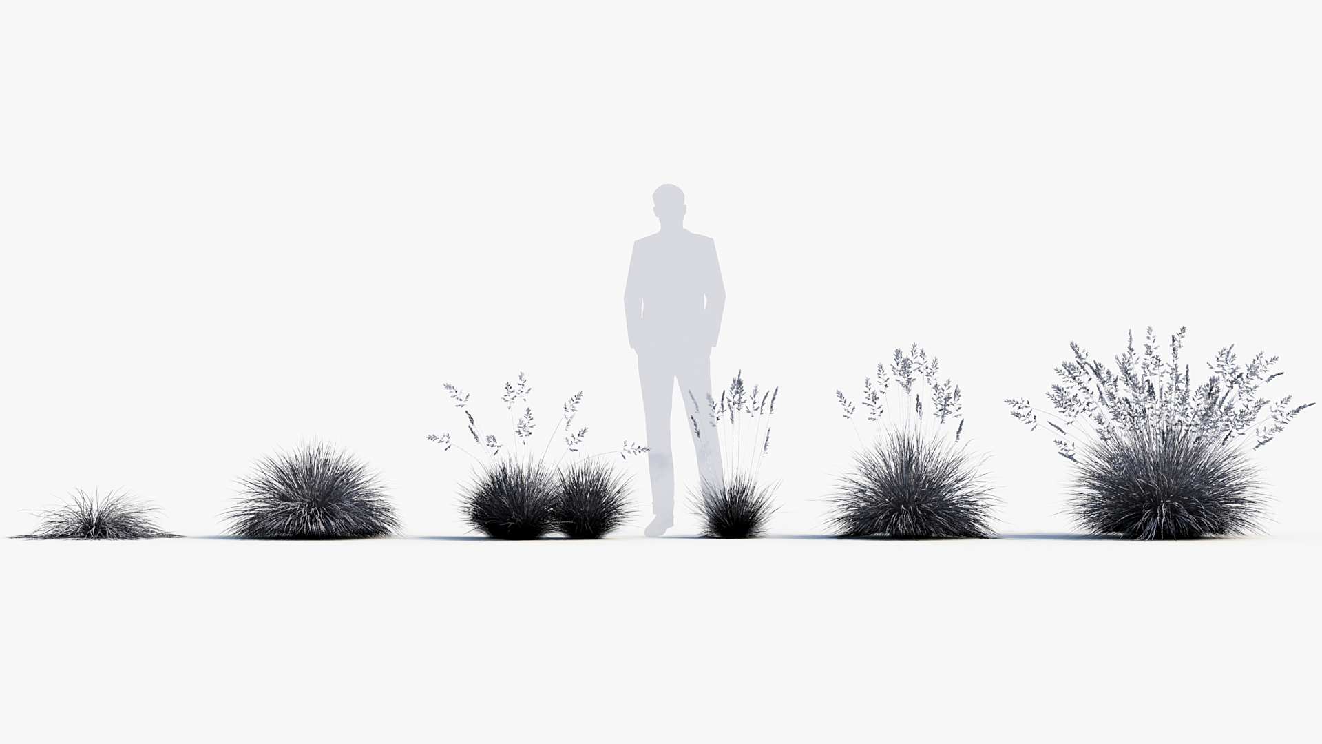 BC_PM_P013_Festuca_glauca_Wire